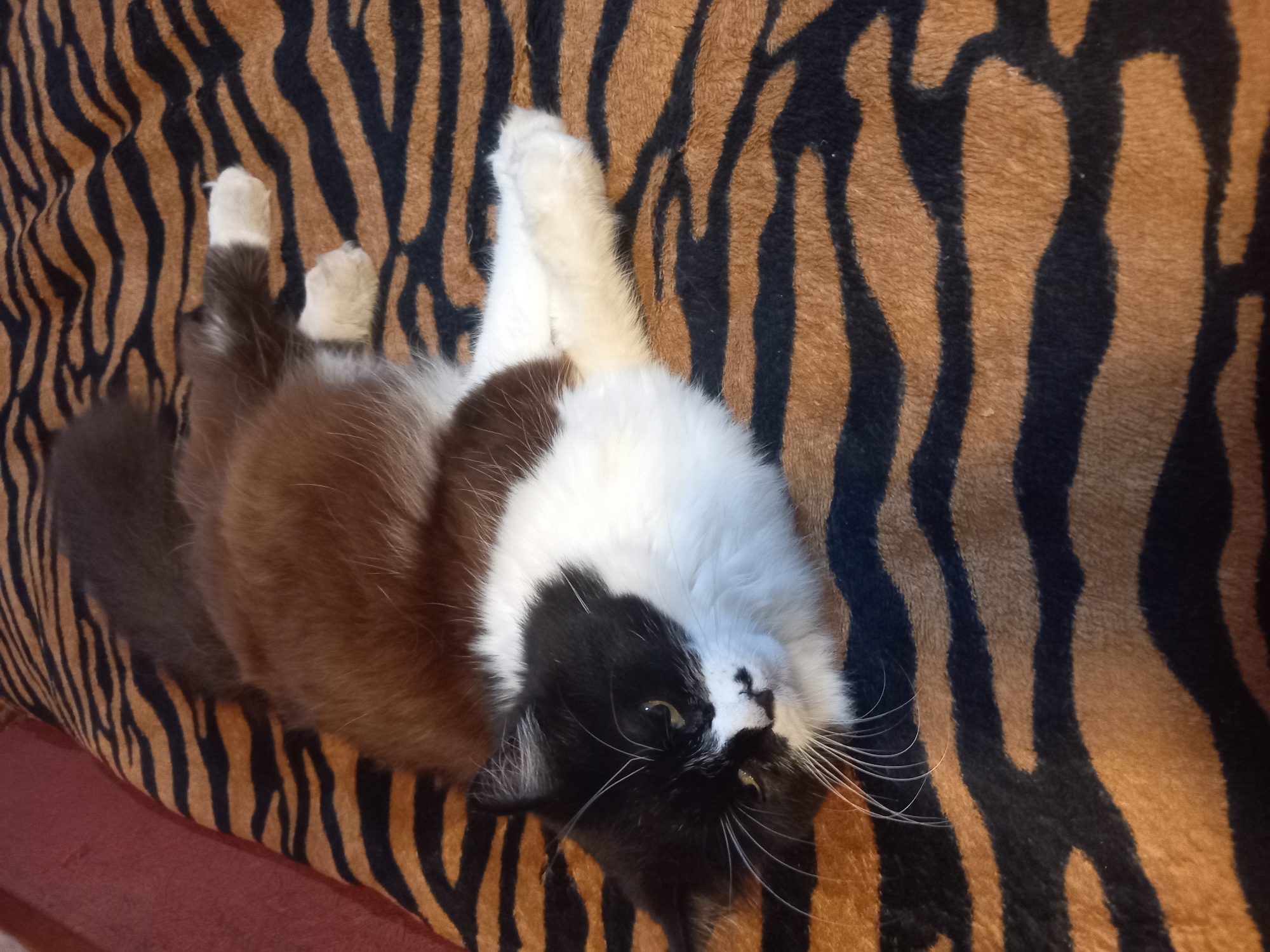 A black and white long-haired cat with brown fur on its back lies on a tiger-striped blanket. The cat is lying on its side, with its head turned towards the viewer. Its eyes are open and it appears to be looking at the camera. The blanket is a plush material with alternating black and orange stripes, mimicking the pattern of a tiger's coat. The background is out of focus, but appears to be a dimly lit room. The overall scene is one of domestic comfort. The location of this image in the city of Vatutine, Ukraine, is not ascertainable from the provided visual information.