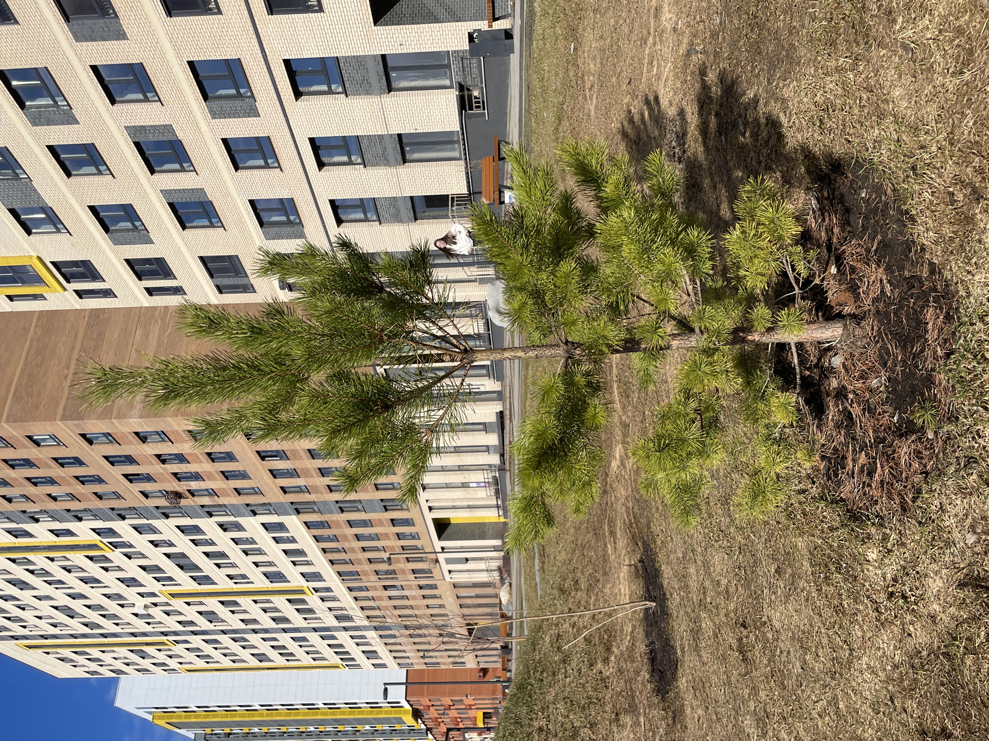 The image depicts a young pine tree in a small patch of dry grass, set against a backdrop of modern apartment buildings. The buildings are multi-story, with a mix of brick and concrete facades. The location appears to be Izhevsk, Russia. A person is standing on a balcony of the building directly behind the tree. A wooden stick lies on the ground near the pine tree.