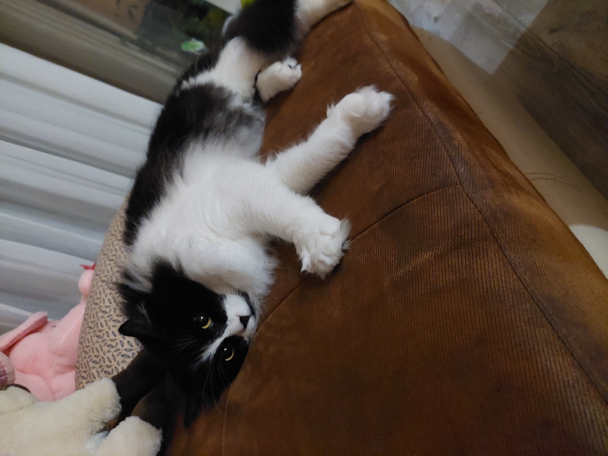 A black and white long-haired cat is lying on its side on a brown fabric surface, possibly a sofa. The cat is facing the camera, with its head resting on its paws. Its eyes are open and yellow. In the background, there are blurred stuffed animals, one of which is pink and appears to be a rabbit. There are also white curtains. The scene appears to be indoors, in a domestic setting. There is no indication of the cat's location in the city of Plovdiv, Bulgaria.