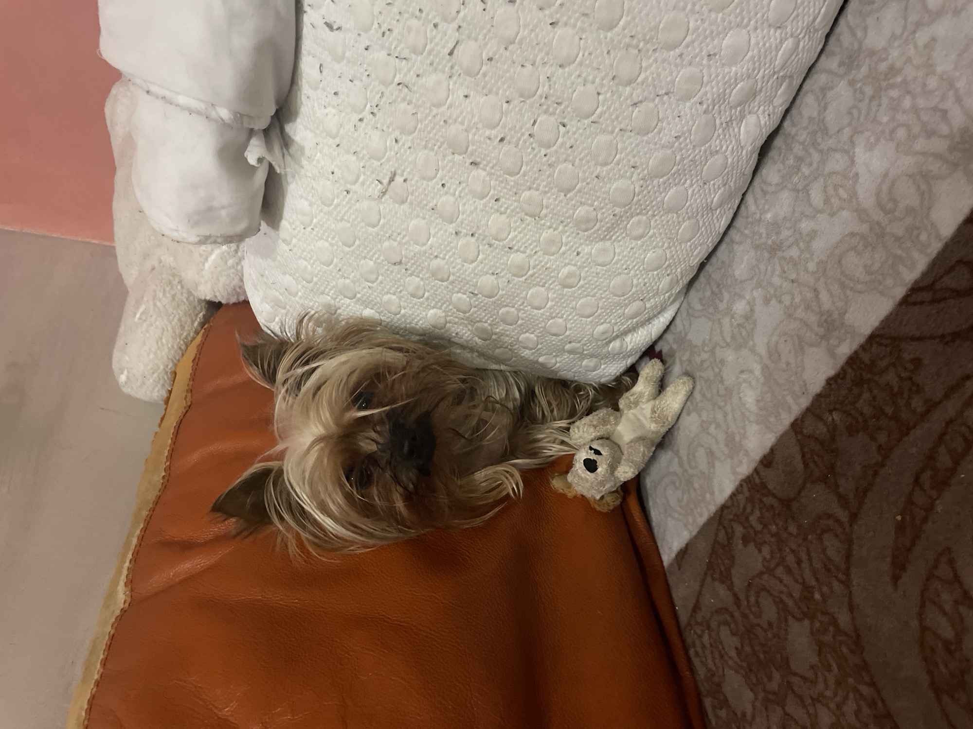 A small, long-haired dog, likely a Yorkshire Terrier, is shown resting indoors on a piece of furniture. The dog's head, with its characteristic light brown and dark fur, is visible as it lies on an orange-brown surface, possibly a leather or faux leather cushion of a couch or armchair, distinguishable by its smooth texture and a visible stitched seam.
The dog is nestled against a large, white pillow or cushion featuring a distinct textured pattern of raised circular dots. Adjacent to the dog's head, on the orange surface and partly tucked under the white pillow, is a small, light-colored plush toy with visible black eyes. To the right of the pillow, a patterned fabric, possibly a rug or another piece of upholstery, with swirling beige and brown designs, is visible. On the far left, a rumpled white fabric item, such as a blanket or pillow, rests against a pale pink wall. The overall scene conveys a sense of comfort and relaxation within a domestic setting. No text is visible.