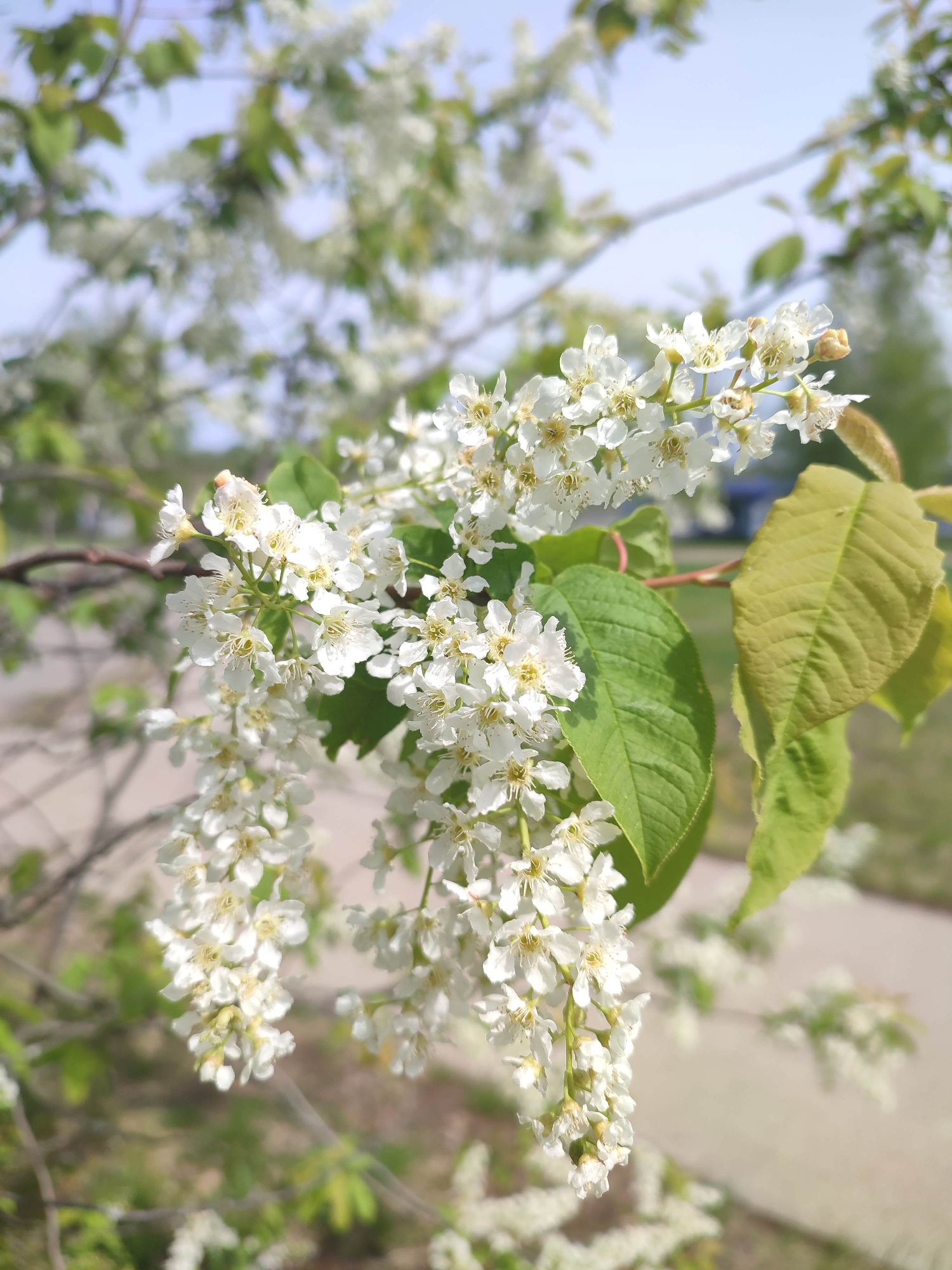 A close-up shot captures a cluster of white flowers with small yellow centers cascading from a branch bearing several green leaves. These are positioned against a blurred background consisting of more branches, white flowers, and hints of blue sky. The setting appears to be outdoors on a sunny day, with a patch of green lawn and blurred building. The specific location within the city of Unknown, Unknown is indistinguishable without additional information.