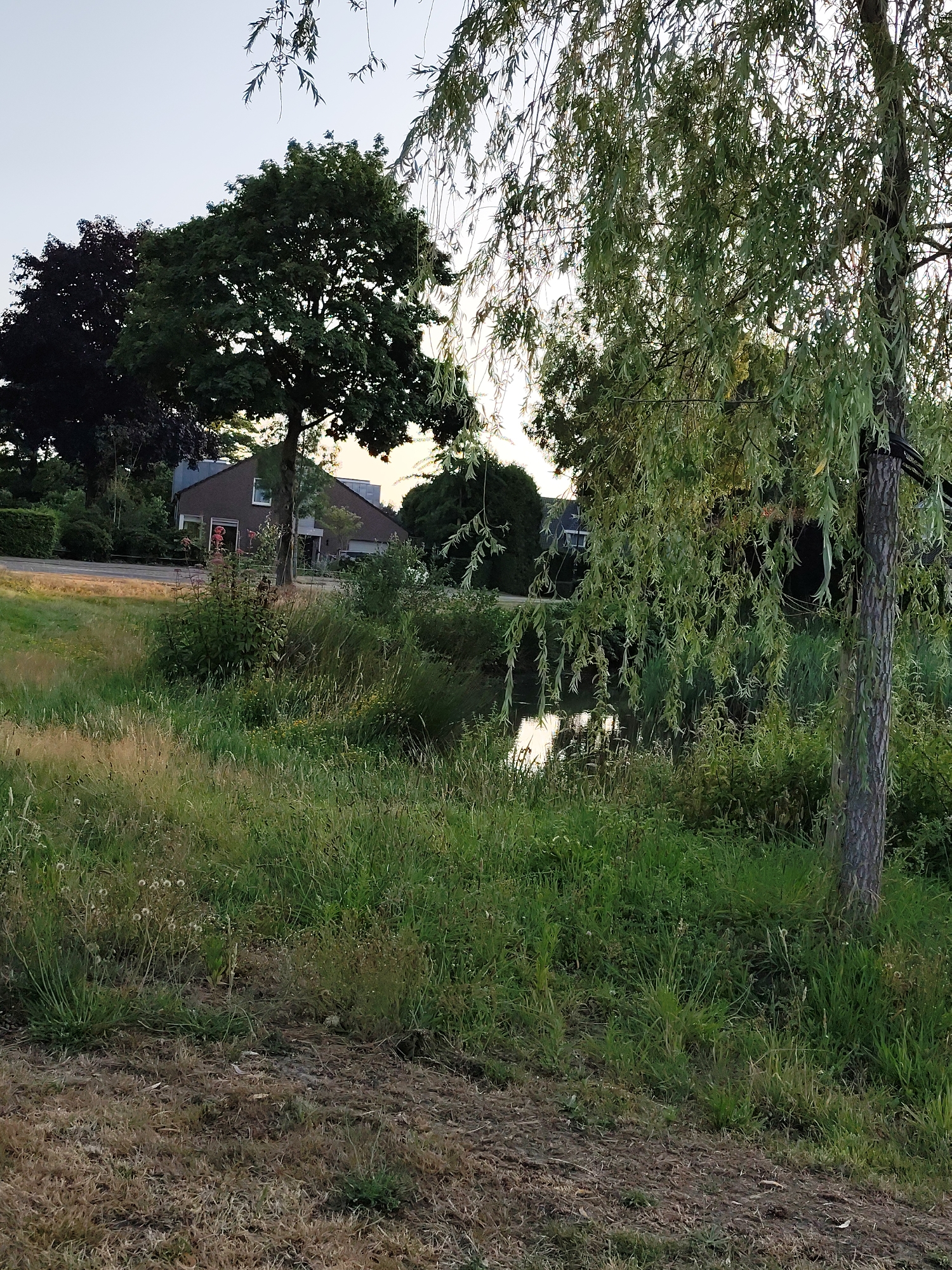 This image depicts a tranquil waterside scene in Schaijk, Netherlands, likely during late afternoon or early evening. The foreground is dominated by overgrown, dry grass with a small patch of greener vegetation in the middle, transitioning to a denser, more vibrant green area of grass and reeds that slopes down towards a calm body of water. The water reflects the sky and the surrounding foliage, creating a serene atmosphere.
On the left side of the image, several trees are visible. The furthest left features dark, dense foliage, possibly a mature deciduous tree. Next to it stands a large tree with broad, green leaves, its trunk thick and sturdy.
In the middle ground, across the water, a residential building is visible. It's a two-story house with a dark-tiled roof and brown-brick exterior walls. A white-framed window is prominent on the upper floor. The house is partially obscured by vegetation, including a tall, slender tree in front of it.
To the right, a prominent weeping willow tree with long, slender, green leaves hangs over the water, its branches gracefully reaching downwards. A portion of the tree's textured bark is visible on the right side of the frame. The background consists of more trees and vegetation, with the sky a pale, hazy blue, suggesting a clear or slightly overcast day with fading sunlight. The overall impression is one of a rural or suburban residential area bordering a natural water feature. There are no people or animals visible in the scene.