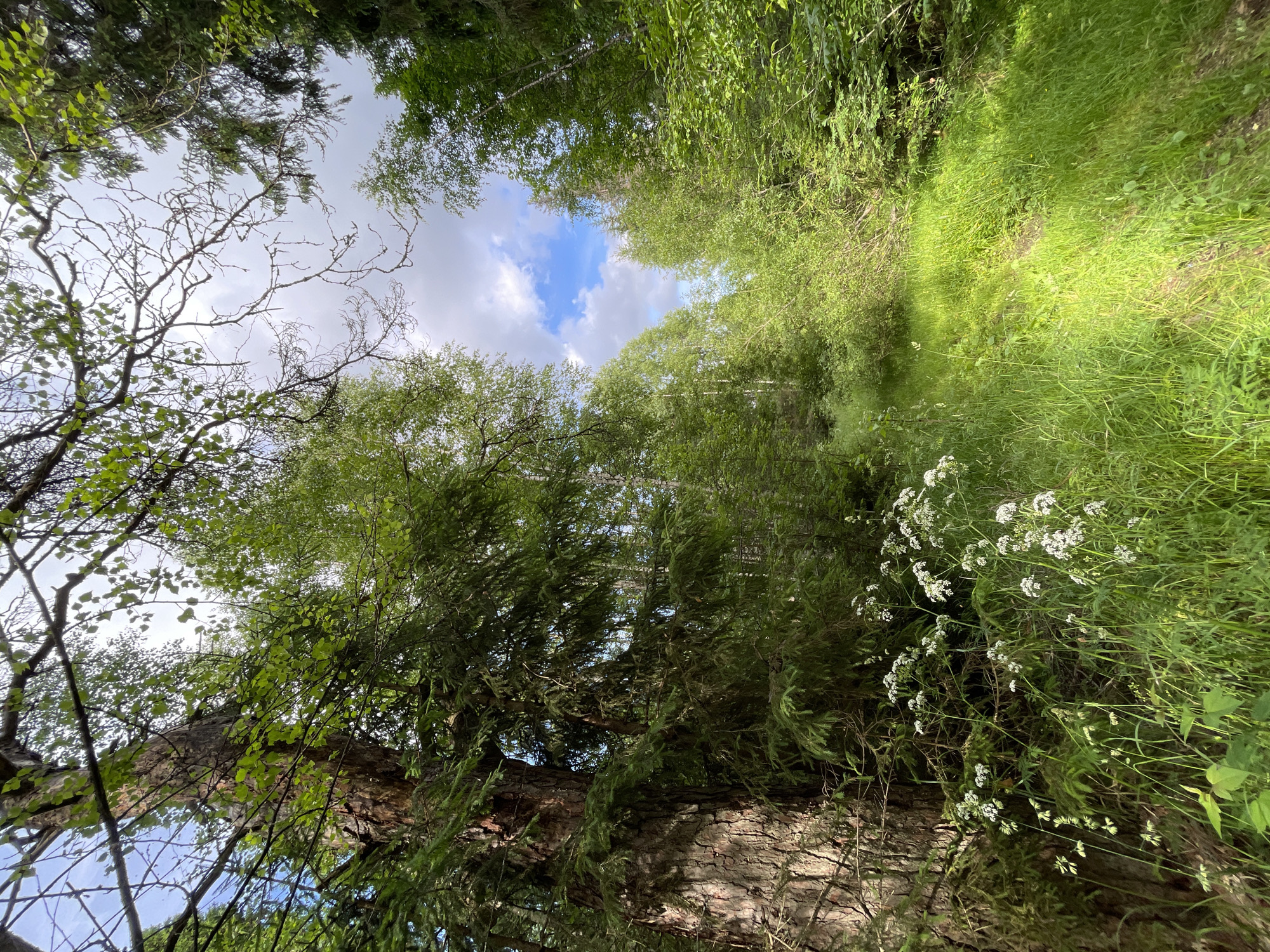 The image depicts a forest path in the village of Korotikha, Russia. The path is covered with lush green grass and vegetation. On the left side of the path, a large, textured tree trunk is visible, with moss growing on its bark. In the foreground, a cluster of delicate white wildflowers with green stems is present. The path leads into a dense forest with a variety of trees, including evergreens and deciduous trees with light green foliage. The sky above is partially cloudy, with patches of blue visible. The scene is bathed in natural sunlight, creating shadows and highlighting the textures of the foliage and tree bark.