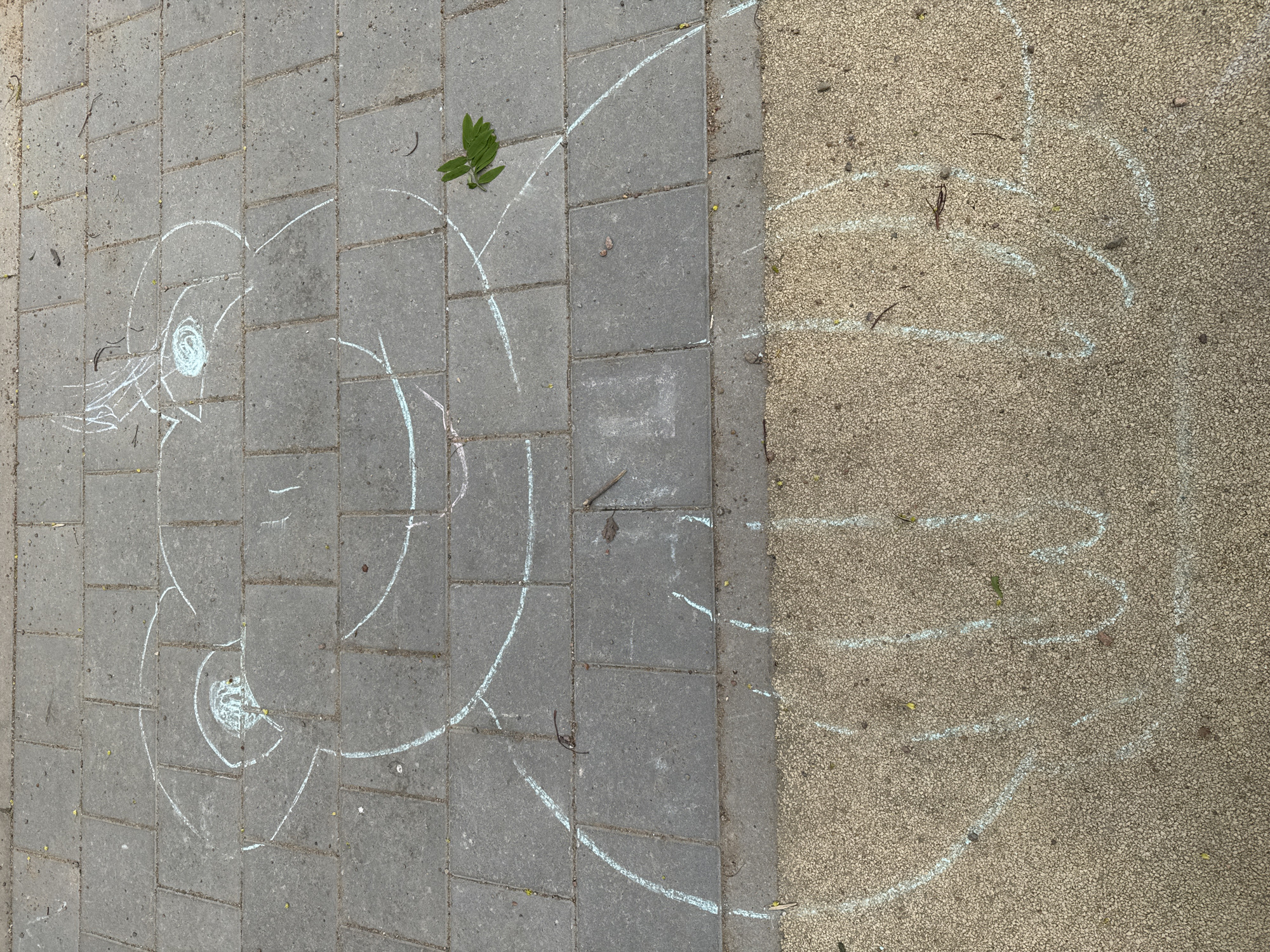 A top-down shot reveals a section of paved ground in Saint Petersburg, Russia, demarcated by two distinct surfaces: grey rectangular paving stones on the left and textured beige asphalt on the right. White chalk outlines the shapes of two abstract figures across the two surfaces. The figure on the paving stones has a circular head with detailed facial features drawn inside, including an eye, nose, and mouth. The chalk figure extends downwards with looping lines. The second figure, on the asphalt, consists of a series of curved chalk lines, forming a rudimentary body. A green leaf rests atop the paving stones amidst the chalk outlines. Small pieces of debris, like twigs, are scattered across both surfaces.