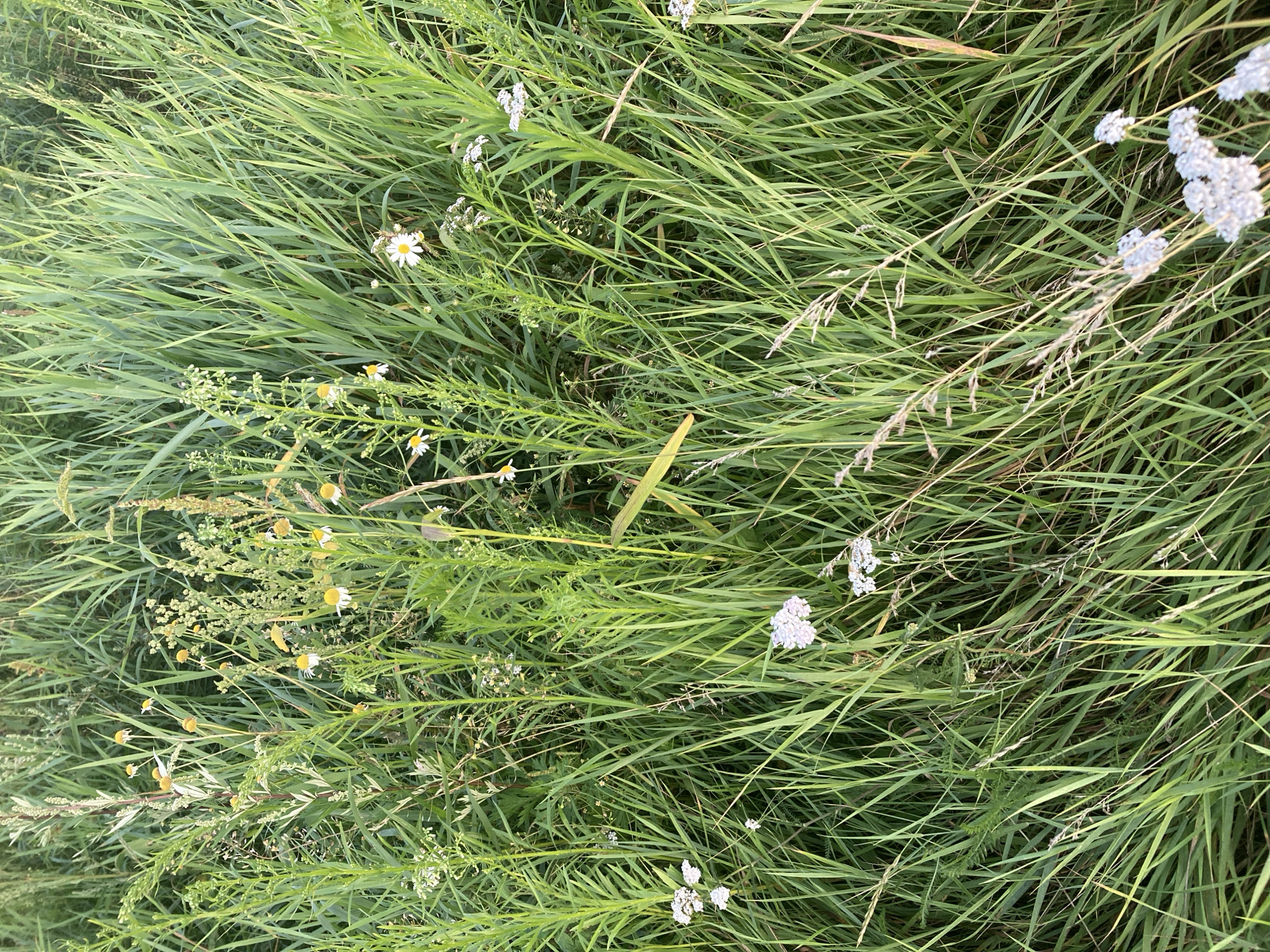 This is a high-angle, eye-level shot of a field of tall, green grass with scattered wildflowers. The grass blades are long and thin, with a light green hue, and they are densely packed together. Among the grass, there are several small, white wildflowers with yellow centers, resembling daisies. Some of these flowers are in bloom, while others are still in bud. There are also some taller stalks of grass with seed heads, adding texture to the scene. The overall impression is one of a natural, untamed meadow. The image was taken in the Жодзінскі сельскі Савет, Belarus.