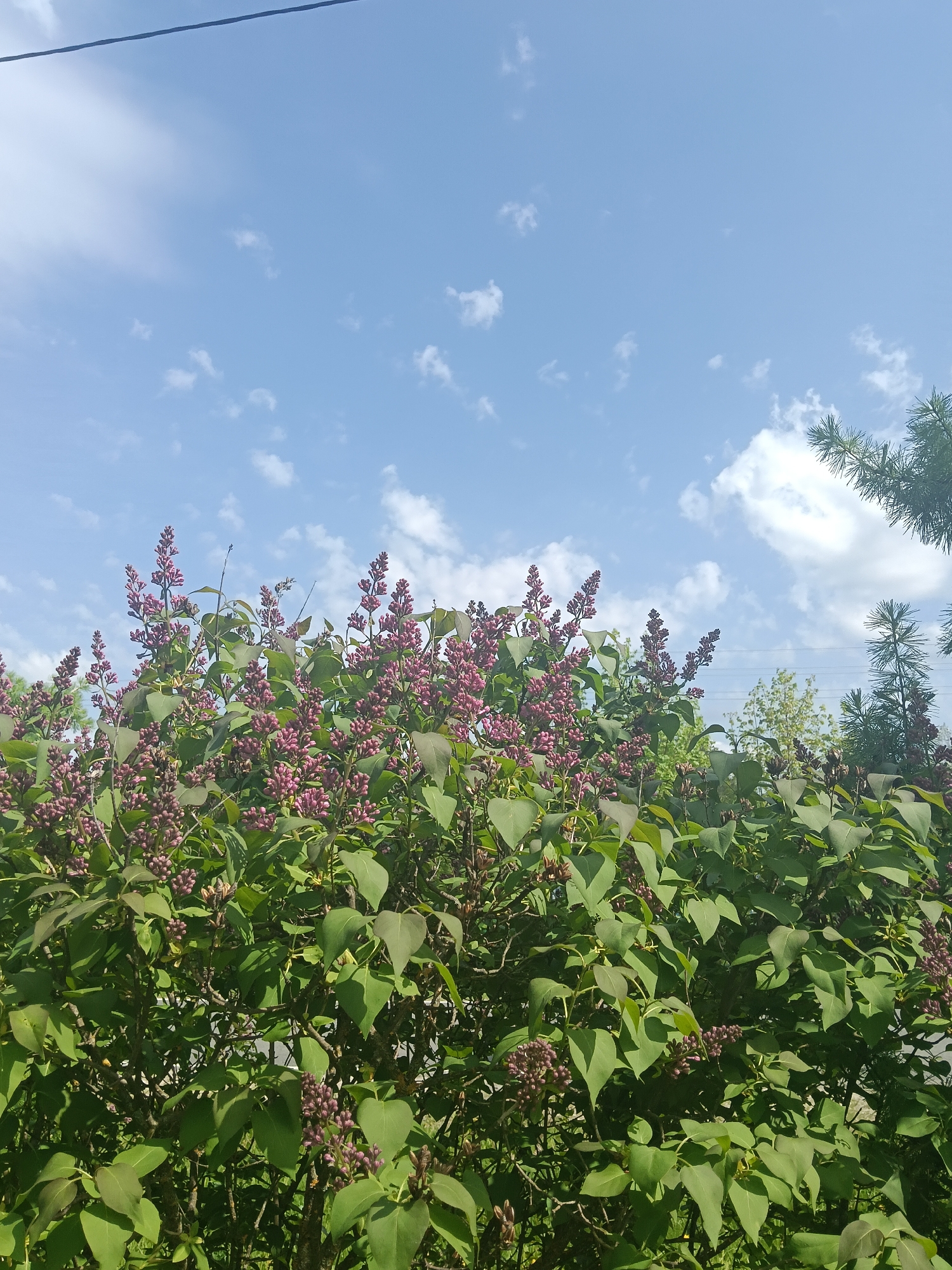 The image depicts a lilac bush with purple flower buds in various stages of bloom, against a backdrop of a blue sky with scattered white clouds. The bush is characterized by its dense green foliage. Overhead, a single electrical wire stretches across the upper portion of the frame. In the background, hints of other greenery, including a conifer tree, are visible. The location is Красный Маяк, Russia.