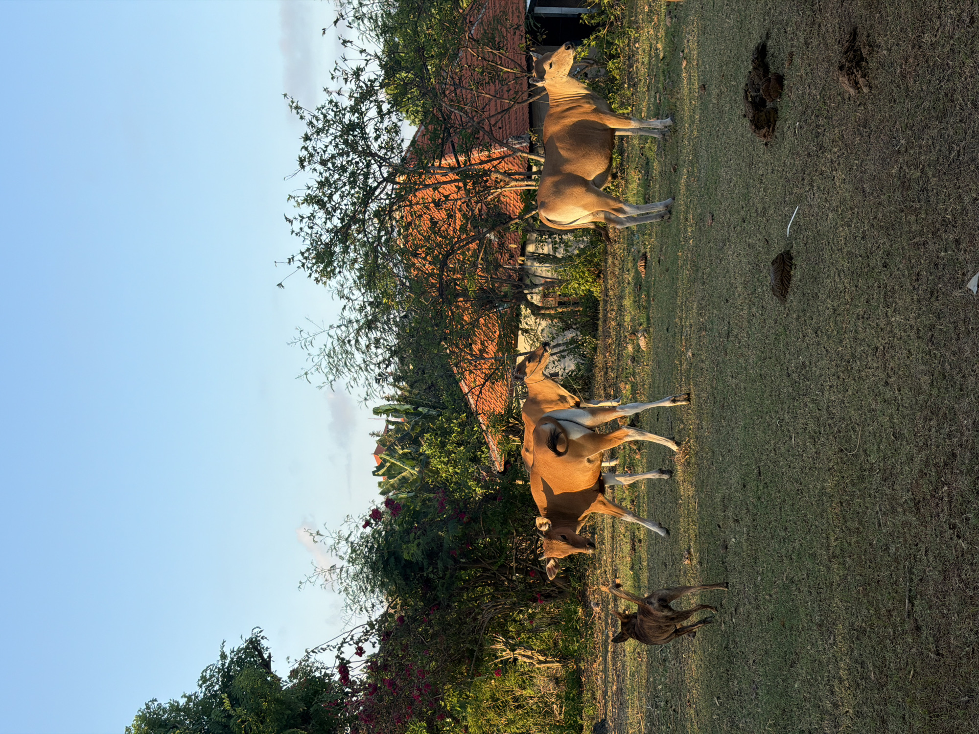 In Kuta Selatan, Indonesia, a herd of three light brown cows and a brown and black striped dog are present in a grassy field. The cows are spaced apart, with two in the left half of the frame and one to the right. The dog is on the left side of the frame, facing away from the camera and towards the cows, appearing to be running or moving quickly. The ground is covered in green grass, with several piles of cow dung scattered throughout. In the background, a building with a red-tiled roof is visible, surrounded by lush green trees and foliage. The sky above is a clear, light blue with a few wisps of clouds. The lighting suggests it is either early morning or late afternoon, with the sun casting a warm glow on the scene.