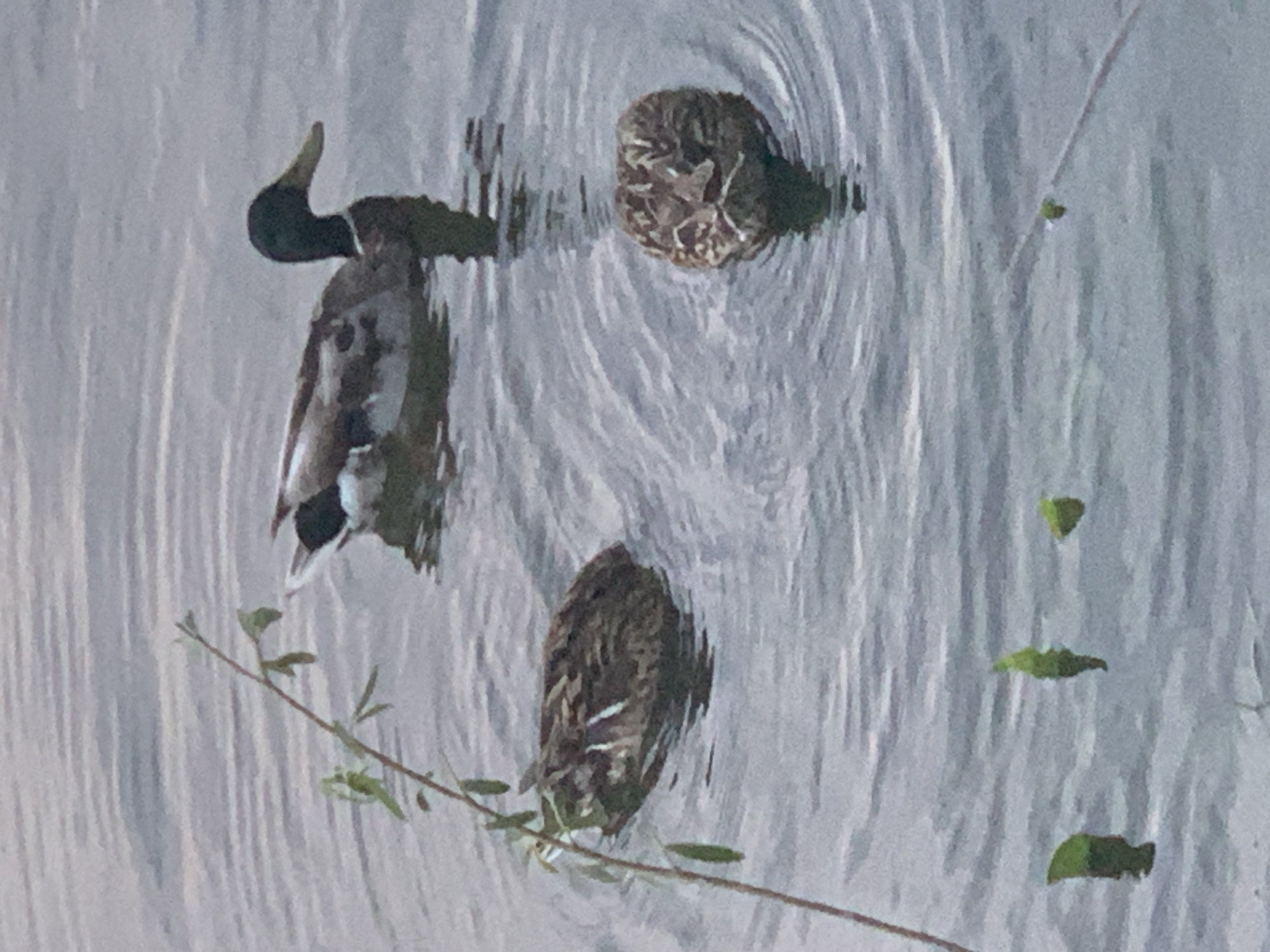 The image shows three ducks swimming in water. One duck, positioned in the upper left of the frame, has a green head. Another duck is located above the green-headed duck, and a third is positioned near the bottom of the image. Plant foliage is visible in the bottom left corner, and some scattered leaf fragments are floating in the water. The water surface has ripples surrounding each duck.