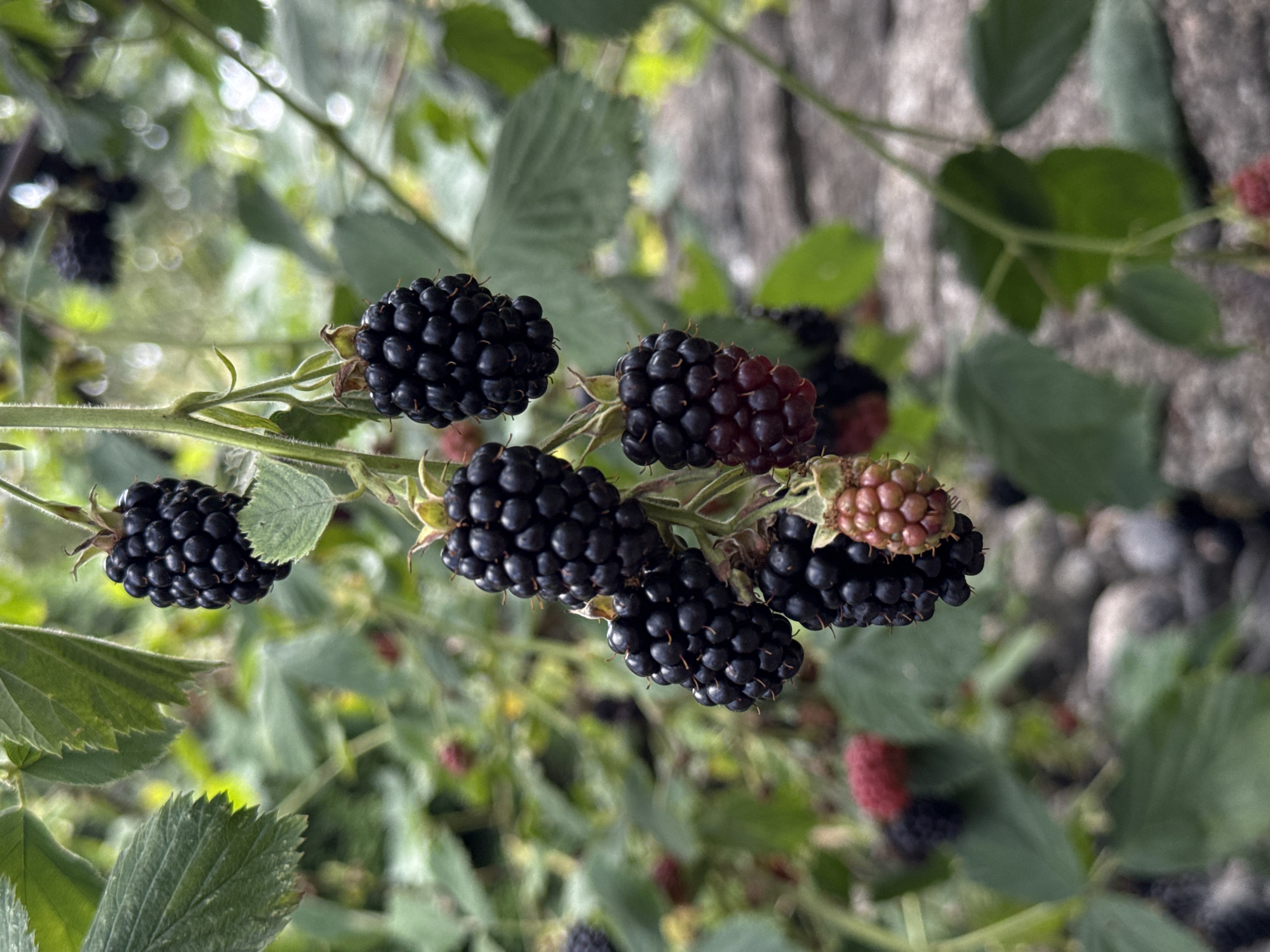 A close-up, downward-angled shot showcases a cluster of ripe blackberries hanging from a vine. The berries are a deep, glossy black, with some exhibiting a reddish hue as they approach ripeness. They are arranged in several bunches, some tightly packed and others more spread out. The background is a soft blur of green foliage and hints of weathered grey stone, suggesting an outdoor setting, possibly a garden or a wild area. The lighting is natural, casting subtle shadows and highlighting the textured surfaces of the berries. There is no indication of human presence or activity in the image. The location is identified as Wettstetten, Germany.