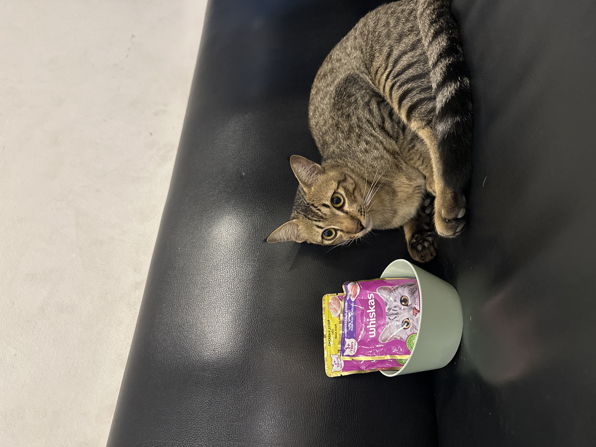 An indoor scene in Pattaya City, Thailand, captures a tabby cat with brown and black stripes, alert green eyes, and prominent white whiskers. The cat is positioned on a dark, textured surface, likely a leather couch or chair, with its body curled and its head turned directly towards the camera, suggesting curiosity or anticipation.
Next to the cat, on the dark surface, rests a light green or off-white ceramic bowl. Inside the bowl are several pouches of cat food. The most prominent pouch is purple, displaying the "whiskas" brand logo, text that reads "SMACKERDELICIOUS" and "1+ Years," and the flavor "RASA IKAN REBUNG." Partially visible behind it is a yellow pouch, also appearing to be Whiskas, with text indicating "CHICKEN FLAVOUR" and "RASA AYAM."
The cat's front paws are visible near the bowl, and its overall pose indicates a focus on the food. The background to the left consists of a lighter, possibly white, floor or wall surface, creating a visual contrast with the dark furniture. The lighting suggests it is daytime, providing enough illumination to see details clearly without harsh shadows.