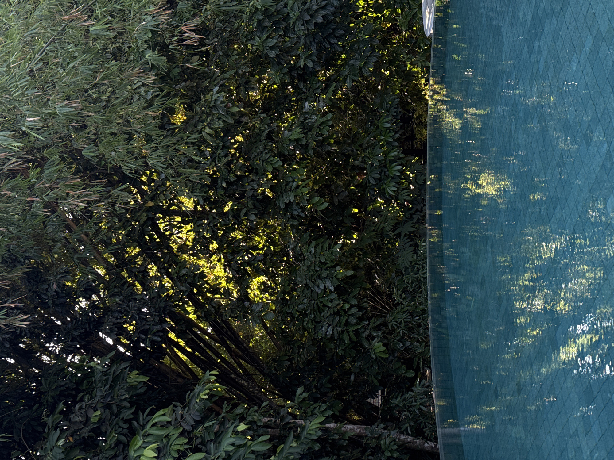 The image shows a close-up view of lush green foliage, predominantly bamboo and other leafy plants, with a body of turquoise water to the right. The foliage is dense and casts shadows, with sunlight filtering through the leaves, creating dappled patterns of light and dark. The bamboo stalks are visible in the background, running diagonally across the frame.
To the right, the turquoise water has a textured surface, possibly a swimming pool, with a repeating diamond pattern that is visible through the water. Reflections of the surrounding trees and sunlight are shimmering on the water's surface, creating abstract patterns of light. The edge of the pool is visible on the far right, with a slight lip.
The lighting suggests it is daytime, with the sun positioned to create strong contrasts between light and shadow. The scene appears to be outdoors, likely in a tropical or temperate climate given the abundant greenery. The overall impression is one of a peaceful, natural setting adjacent to a body of water. There is no text visible in the image.