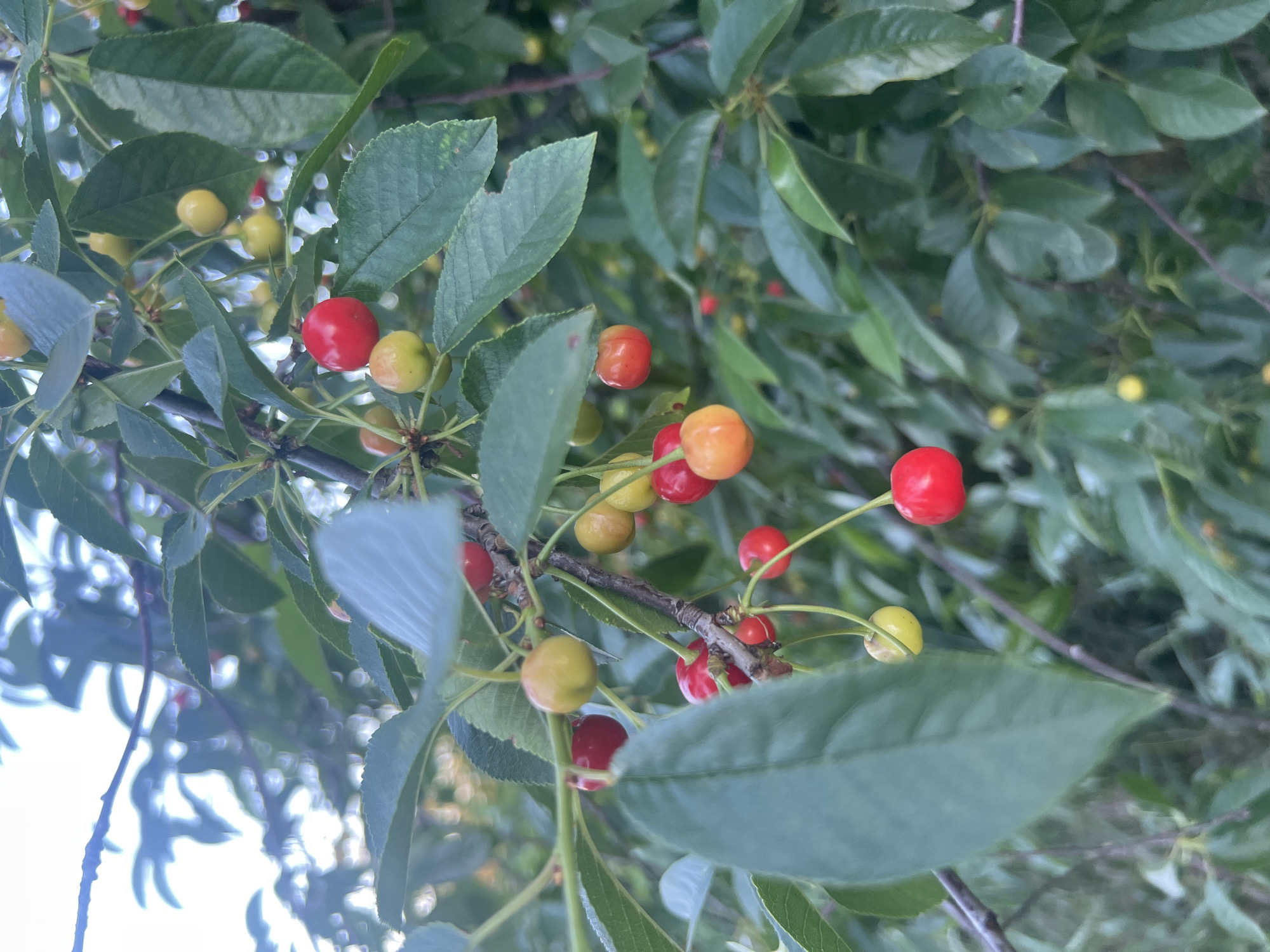 The image shows a close-up view of a cherry tree branch laden with ripe and unripe cherries. The cherries are a mix of red and yellow-orange, with some still green. They are clustered on the branch, interspersed with dark green leaves. The background is a soft blur of more leaves and a bright sky, suggesting an outdoor setting. There are no people or animals visible in the image. The overall scene is one of natural abundance and ripening fruit.