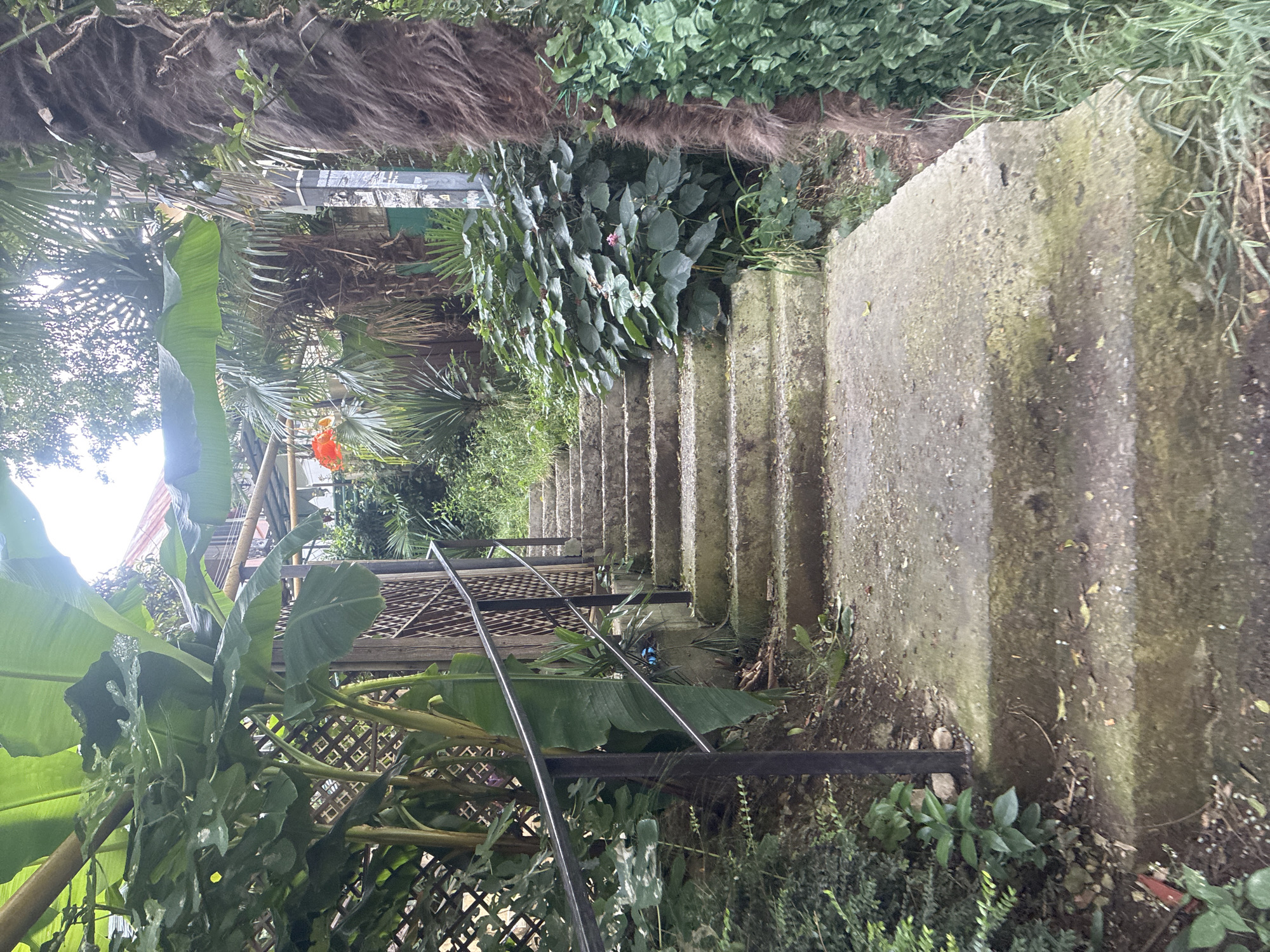 A concrete staircase ascends through lush vegetation in Sochi, Russia. Banana leaves and palm fronds frame the scene, with a wooden lattice fence on the left and a rough-barked palm tree on the right. The staircase steps are worn and stained with moss, and a black metal handrail runs along the left side. The environment appears overgrown and somewhat wild, suggesting a natural or semi-natural setting within the city.