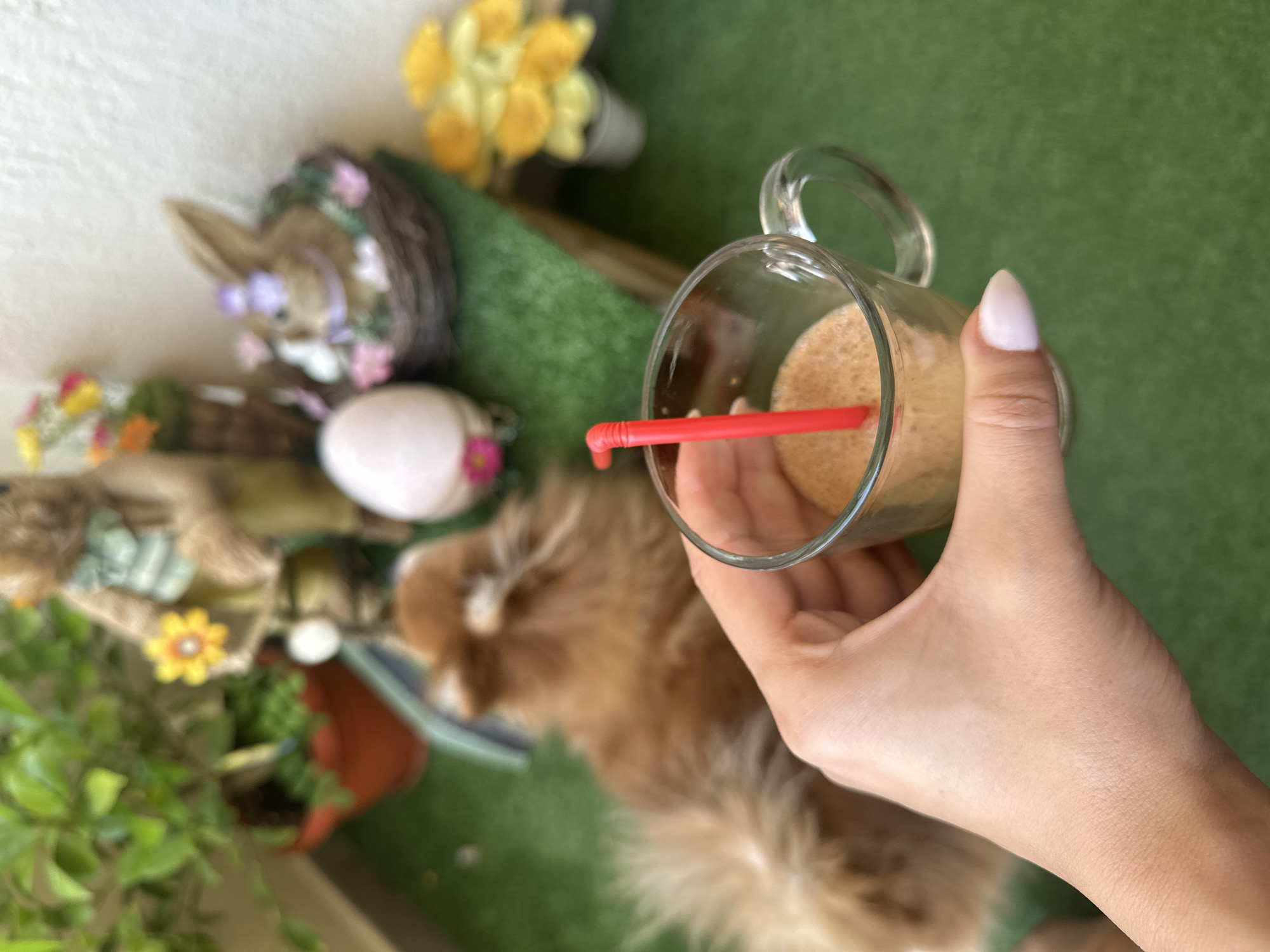 The scene depicts an outdoor balcony or patio area in Petrich, Bulgaria, covered with artificial green turf. In the immediate foreground, a light-skinned human hand with pale, pointed fingernails holds a clear glass mug containing a frothy, light brown beverage with a red, flexible straw. Behind the hand and mug, a fluffy, light brown dog is partially visible, seated on the green turf. The background features various decorative items, including a large white egg, a brown bunny figurine nestled in a woven basket adorned with a purple ribbon and small pink flowers, and another figurine holding a yellow flower. Potted plants with green foliage and a small pot of yellow flowers are also visible against a light-colored wall.