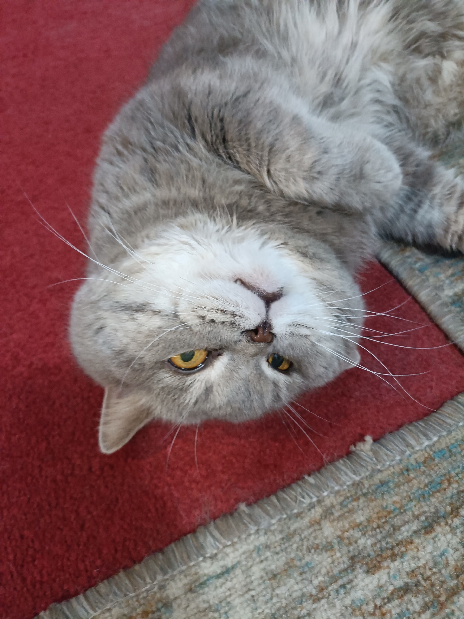 The image shows a domestic cat lying on its back on a red rug. The cat has grey fur with darker tabby markings and yellow eyes. It appears relaxed and is looking towards the camera. The background includes a portion of a patterned rug. There is no information available about the location being in Bataysk, Russia.