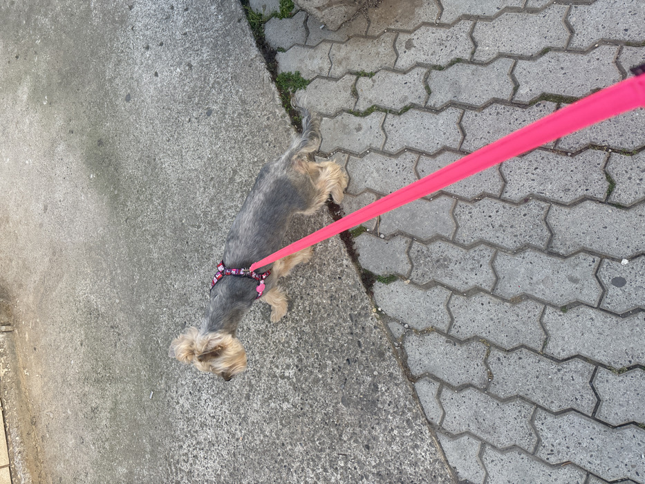 The image displays an outdoor urban scene in Budva, Montenegro. A small dog, characterized by grey body fur and tan fur on its head and legs, is centrally positioned, facing left. The dog wears a pink and white patterned harness, from which a bright neon pink leash extends diagonally towards the bottom right, implying an unseen handler. The dog's posture suggests forward movement, with its head angled slightly downwards. The ground surface is bifurcated: the upper left section is a textured, uniformly grey concrete pavement, upon which a white cigarette butt is visible. The lower right section is a sidewalk composed of interlocking grey concrete pavers forming a zigzag pattern. A diagonal seam delineates these two surfaces, along which sparse green vegetation is present, along with additional small patches of vegetation within the paver gaps.