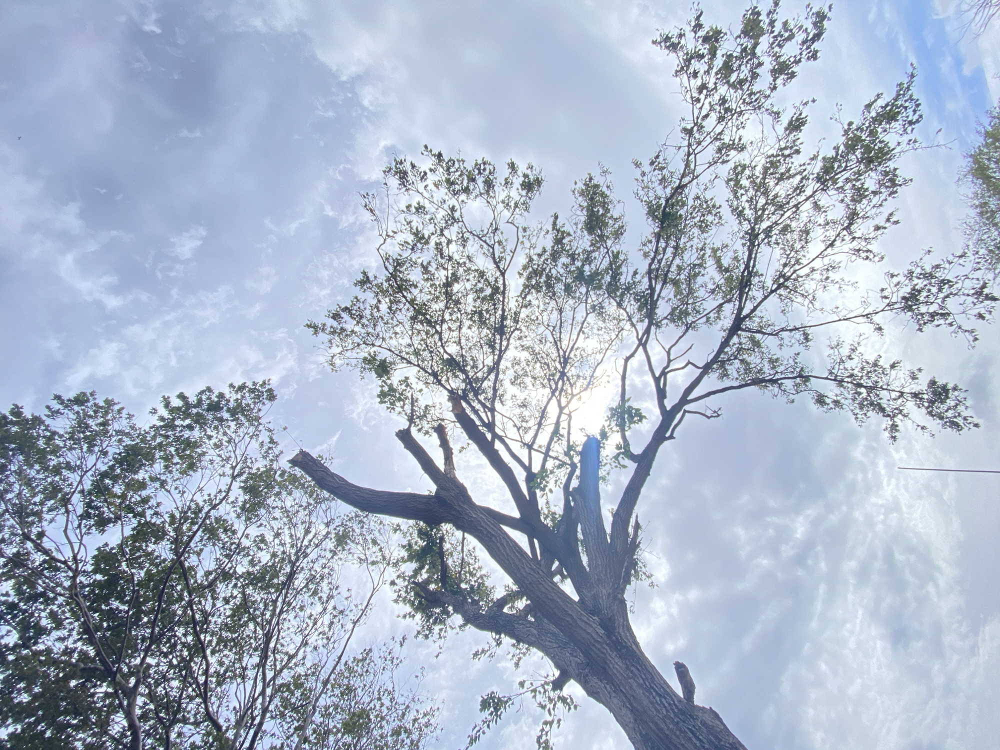 The image is a low-angle shot of trees against a cloudy sky. The central tree is bare-branched at its trunk, with leaves sparsely populating its upper branches. Sunlight filters through the leaves. Another tree with fuller foliage is visible on the left side. The sky is overcast with light gray clouds. The location is specified as Juan Griego, Venezuela.