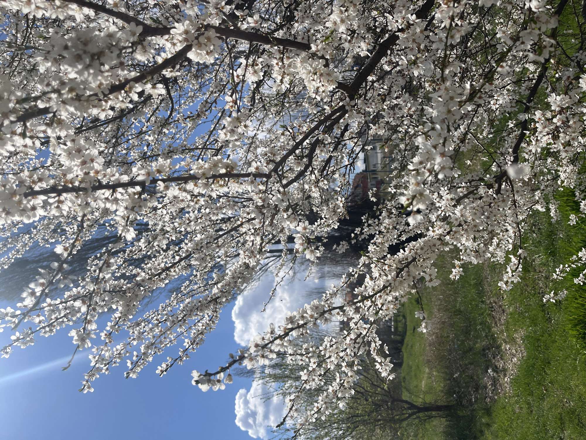 The image shows a tree in full bloom with white flowers. The branches are bare except for the blossoms, creating a dense canopy. The background includes a blue sky with cumulus clouds, a green grassy area, and glimpses of buildings. The scene appears to be taken in a park or green space within a city.
Although it is not possible to determine the specific location in the city of Sofia, Bulgaria, solely based on the visual information provided in the image, the photograph exhibits characteristics typical of urban green spaces in the region.