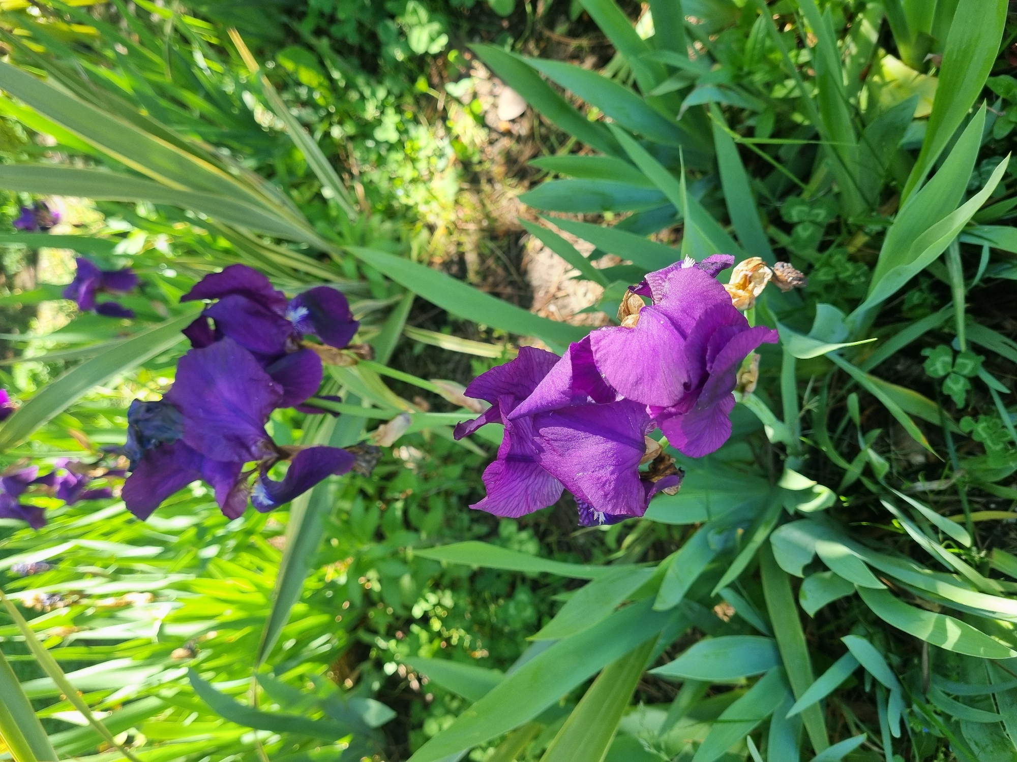 A close-up, slightly overhead shot shows purple iris flowers amid green foliage. The flowers are fully open, exhibiting a deep purple hue with textured petals. Surrounding the flowers are long, slender green leaves. Other greenery, including grass and small plants, fills the background, creating a natural setting. The image shows a typical flower arrangement in a garden. The city of Sochi, Russia is not visible in the image.