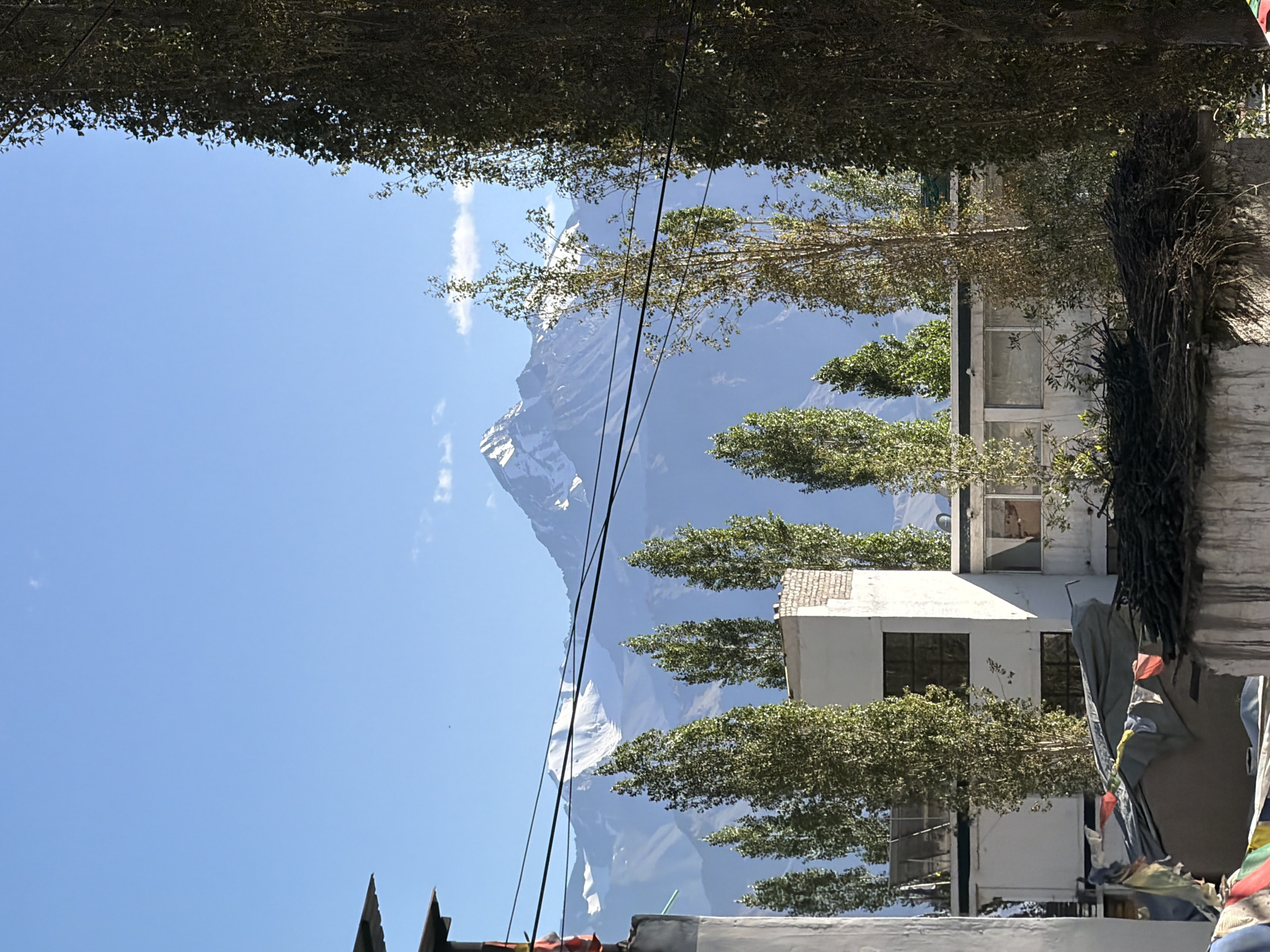 This image captures a view of a mountainous landscape with a village in the foreground, likely in Leh, India. A prominent snow-capped mountain range dominates the background under a clear blue sky with scattered clouds. In the middle ground, several tall, slender trees with green foliage stand in front of a cluster of buildings. These buildings appear to be low-rise structures with flat roofs, some featuring white exteriors and windows. Prayer flags, colorful and tattered, are visible strung across the foreground, suggesting a spiritual or cultural context. The overall scene depicts a juxtaposition of natural grandeur and human settlement.
