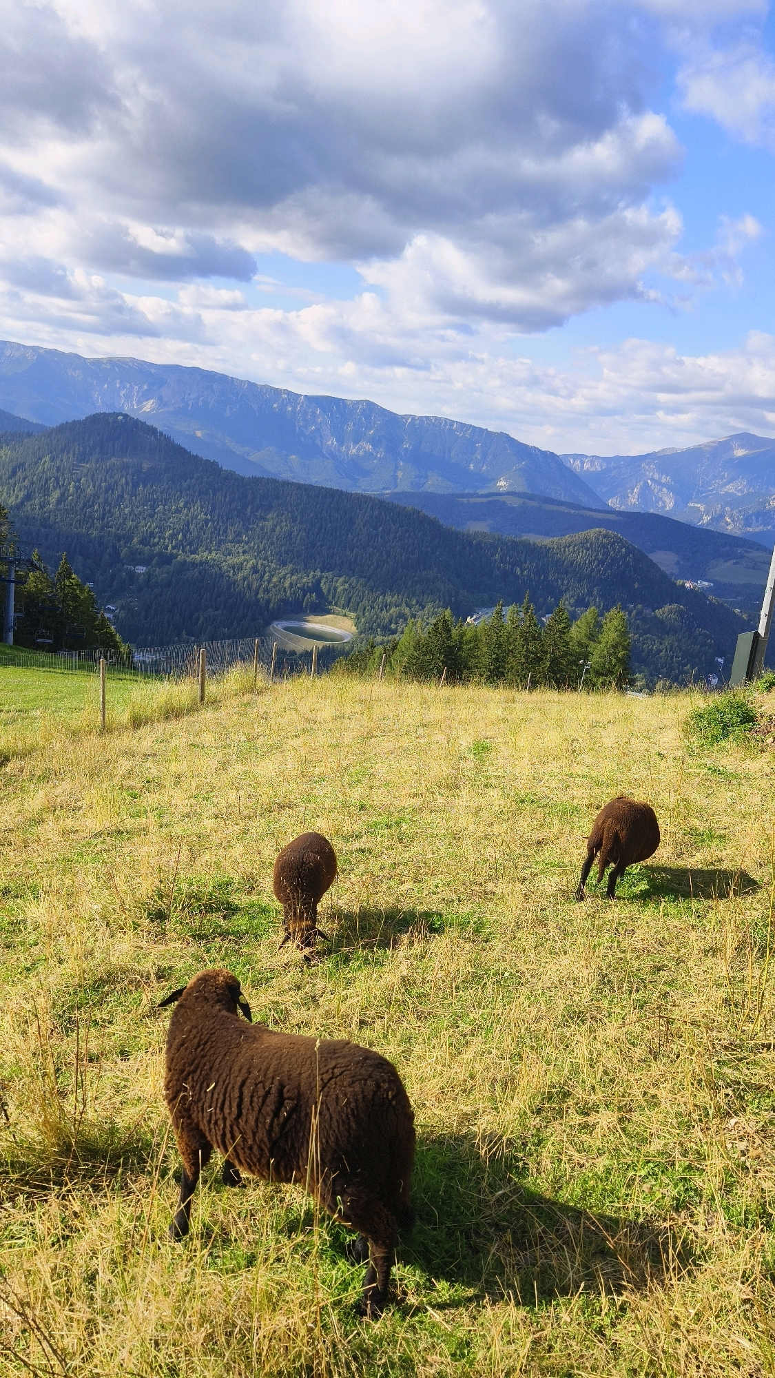 A flock of three dark-brown sheep graze on a dry, grassy hillside in Semmering, Austria. The sheep are positioned at different distances from the camera; one is in the foreground facing away, another is in the mid-ground facing left, and the third is further back to the right, facing left and appearing to run. The hillside slopes downwards, revealing a lush green valley with a winding body of water and dense evergreen forests. In the background, a range of majestic, layered mountains under a sky filled with dramatic clouds creates a picturesque and serene atmosphere. The scene appears to be a natural landscape with elements of human presence, such as a fence and a distant structure that might be part of the Semmering railway.