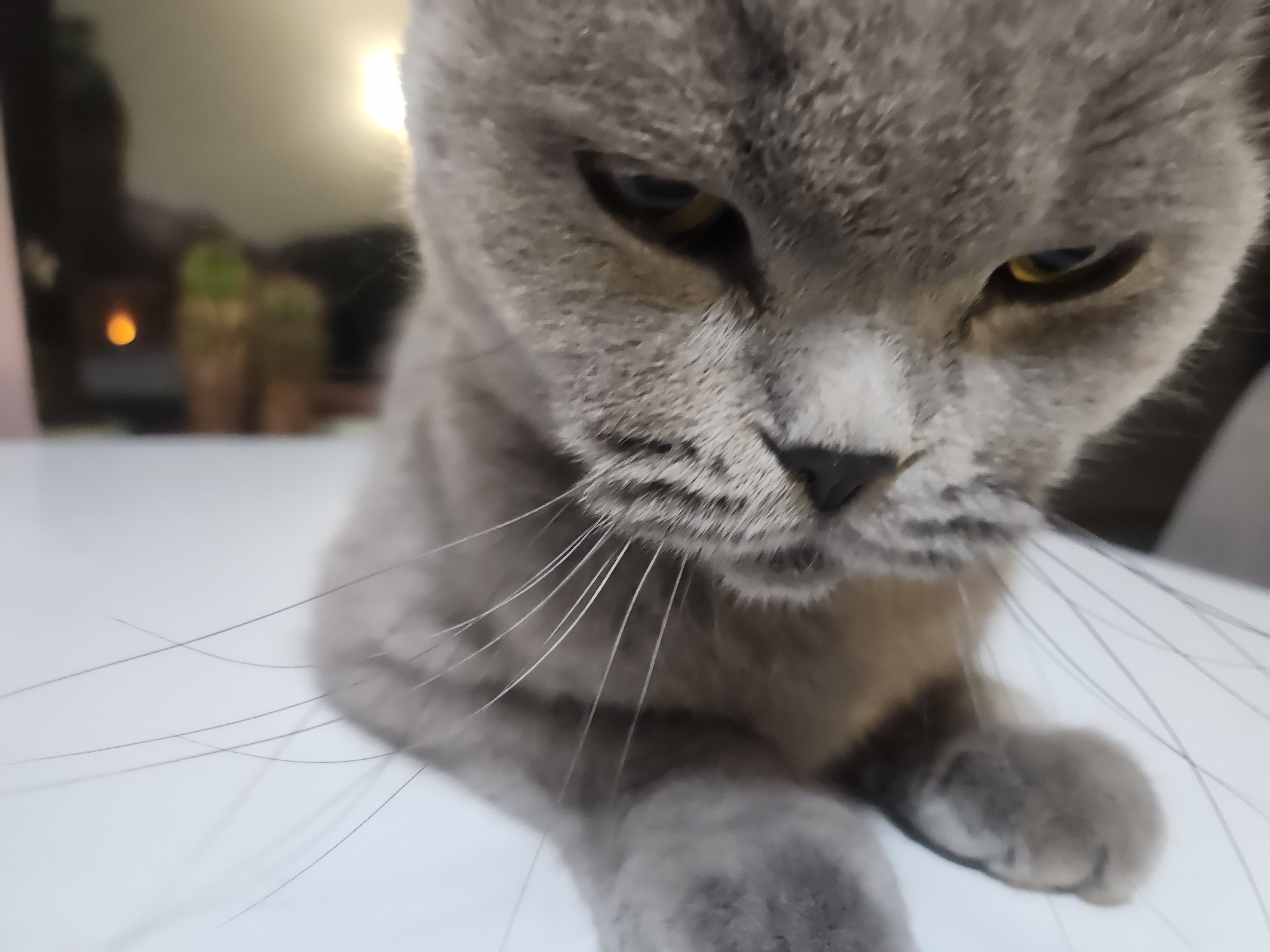 The image is a close-up, low-angle, indoor photograph of a grey British Shorthair cat. The cat's face is the primary subject, with its ears partially visible and its golden eyes looking downwards and to the right. The cat's grey fur is detailed, and its long, white whiskers are prominent. The background is out of focus, showing a bright light source to the left, possibly a lamp or window, and what appear to be two small potted plants or cacti. The cat is positioned on a white surface, likely a table or desk. There is no indication of the location being in Tsarevo, Bulgaria, or any other specific geographic location. The scene is static, with no action or interaction depicted.