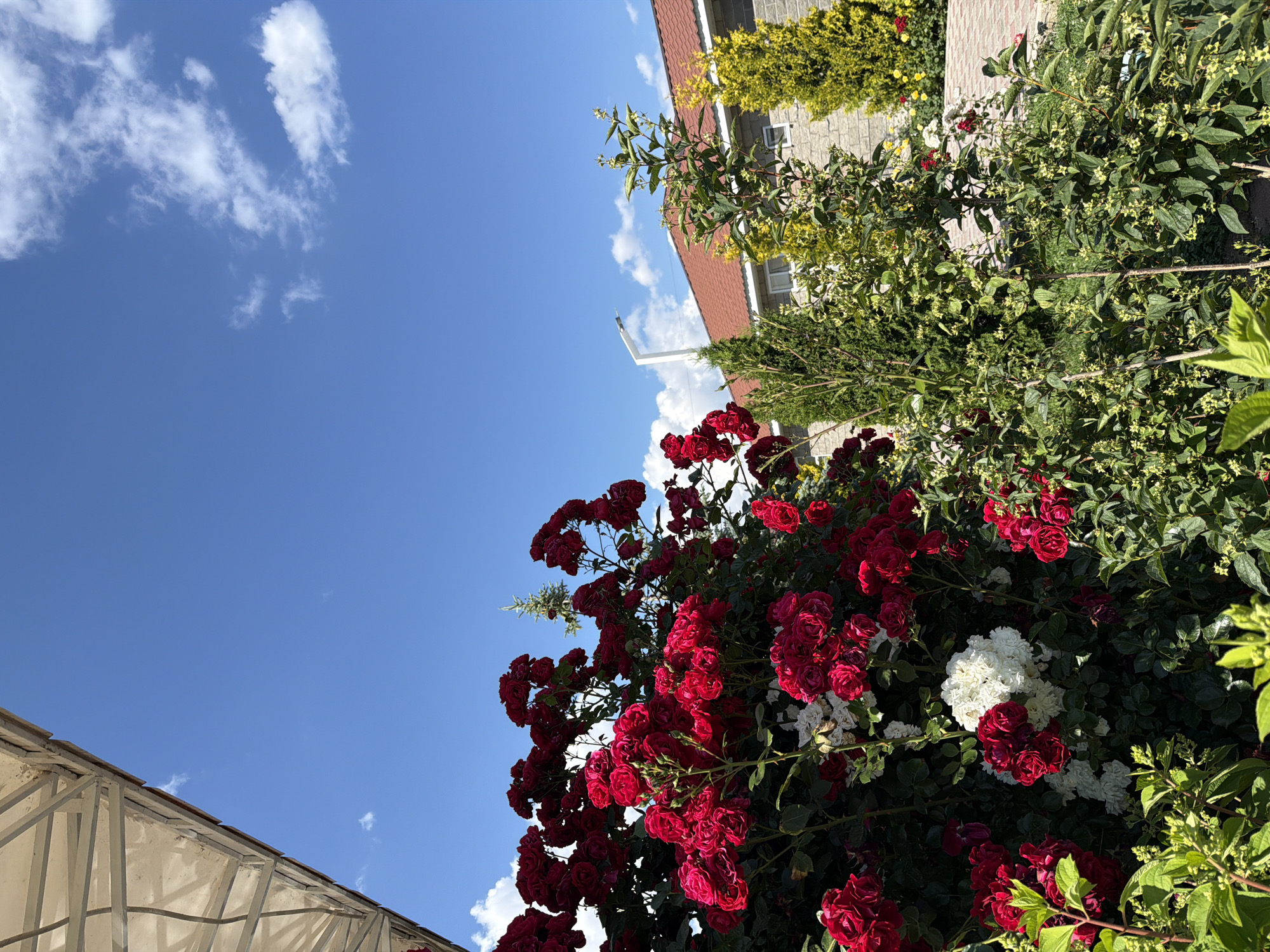 The media file shows an outdoor scene with a clear blue sky and scattered white clouds. In the foreground, a bush with numerous vibrant red roses is in full bloom. There are also some white flowers interspersed with the red roses. Behind the rose bush, more greenery and some architectural elements are visible. A building with a red roof and stone or brick walls can be seen in the background. A portion of a white structure, possibly a canopy or awning with metal supports, is visible in the lower left corner of the image. The sunlight suggests it is daytime, and the bright sky and lush foliage indicate pleasant weather, likely a sunny day. The image is oriented vertically, with the sky taking up a significant portion of the frame, and the plants and building occupying the right and bottom edges. No people are visible in the image, and no text is present.