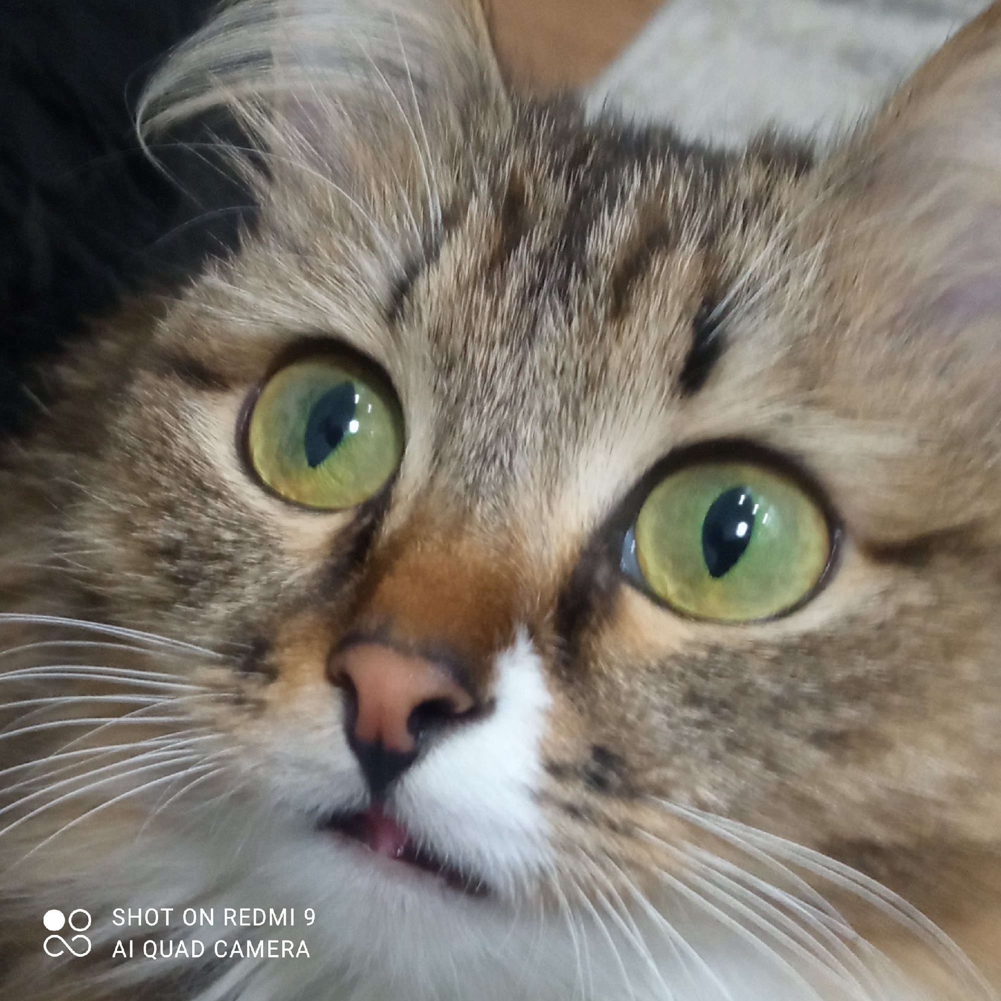 A close-up photograph captures the face of a cat, its large green eyes taking central focus. The cat's fur displays a mix of brown, grey, and white colors. A pink nose is visible. The cat's tongue is slightly protruding from its mouth. The bottom left corner contains the text "SHOT ON REDMI 9 AI QUAD CAMERA." The location is not provided.