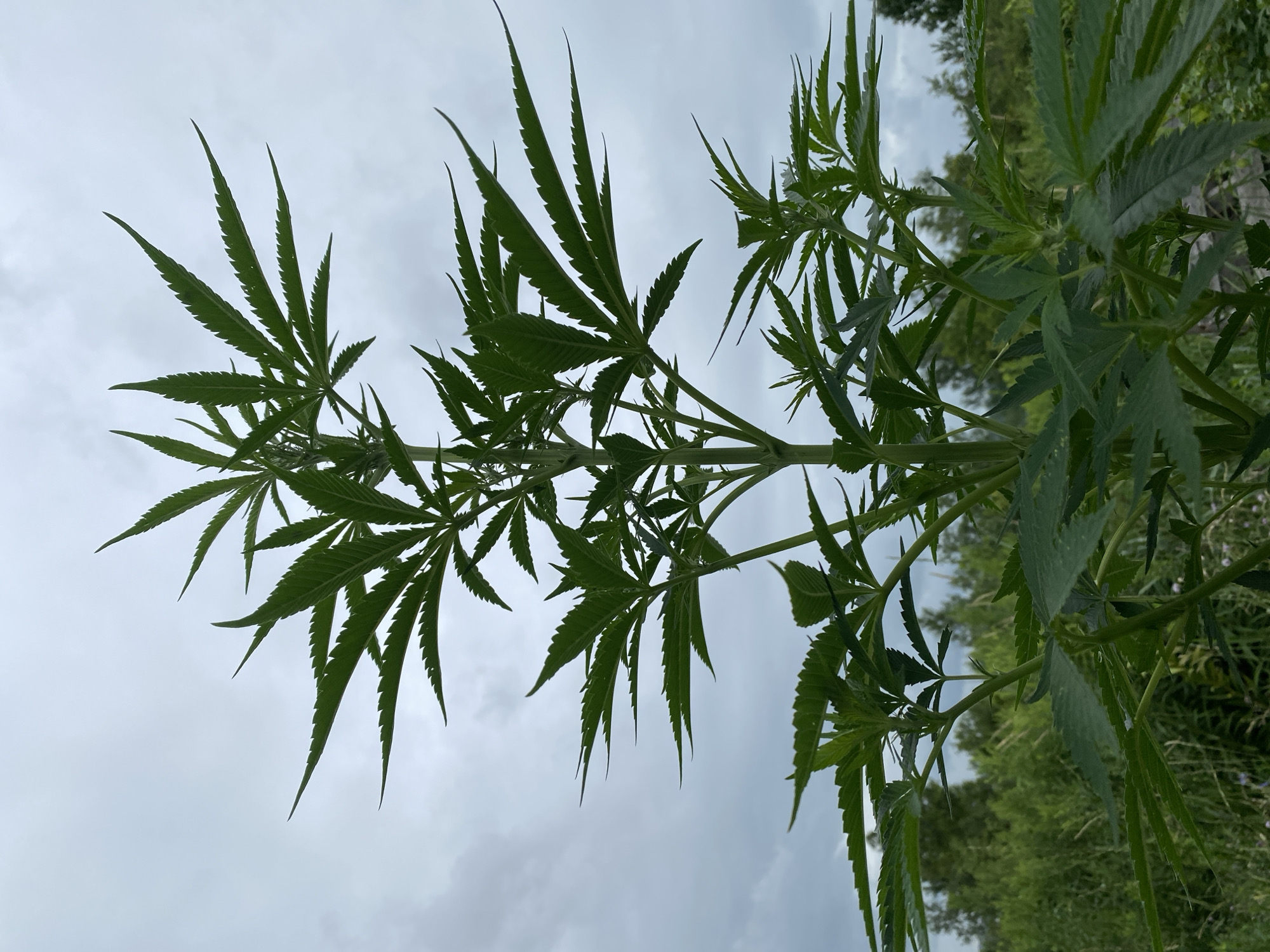 A cannabis plant is shown growing outdoors under a cloudy sky in a natural environment. The plant is green and has large, serrated leaves typical of cannabis. In the background, there is dense green foliage and trees. The overall scene suggests a rural or semi-rural setting.