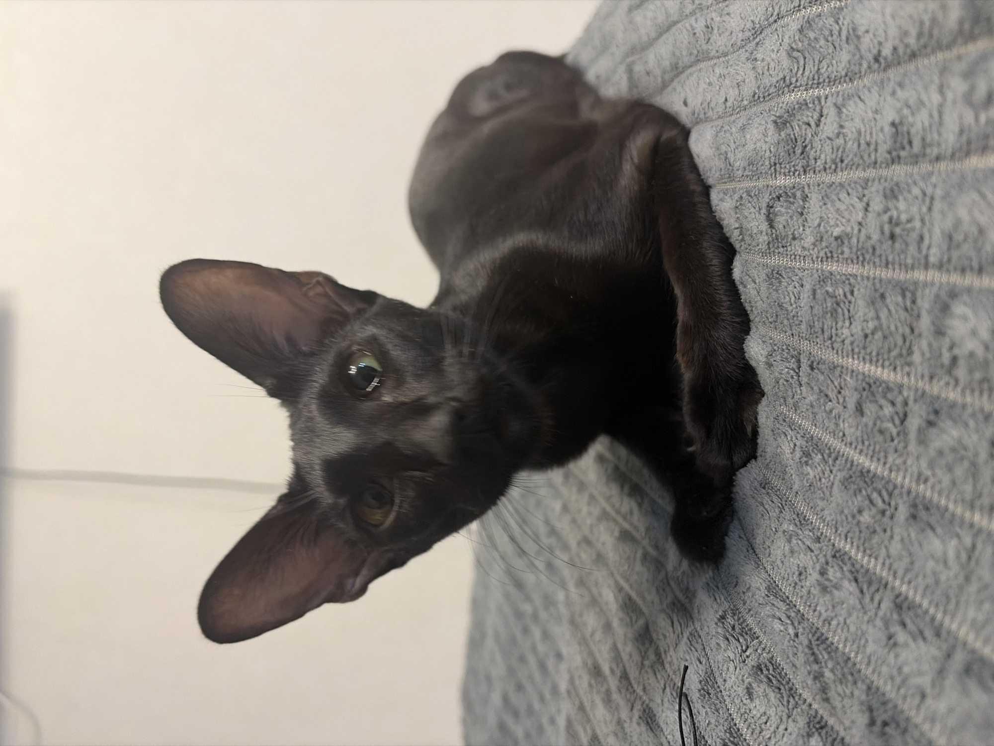 A sleek, black oriental cat with large ears and striking green eyes is perched on a textured blue blanket. The cat is positioned in the center of the frame, with its body curved and its front paws tucked beneath it. Its gaze is directed slightly to the left, giving the impression it's observing something just out of view. The background is a plain, light-colored wall. There is no indication of the city of Chaikovsky, Russia, in this image.