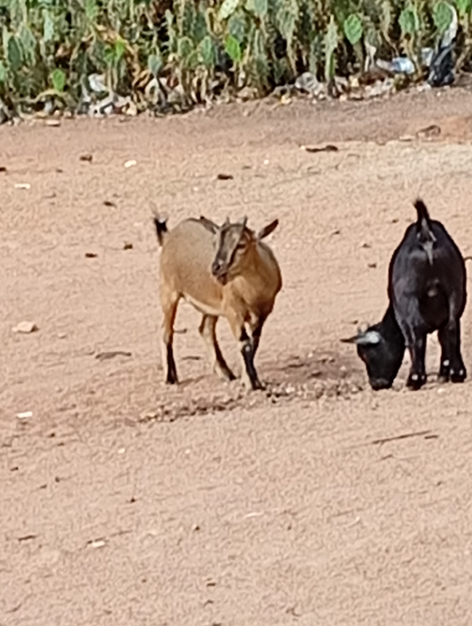 Two goats are in the foreground. One is brown and facing forward. The other is black and is facing away, with its head down. They are on a dirt surface. There is trash and greenery in the background. The photo was taken in the city of Gboko, Nigeria.