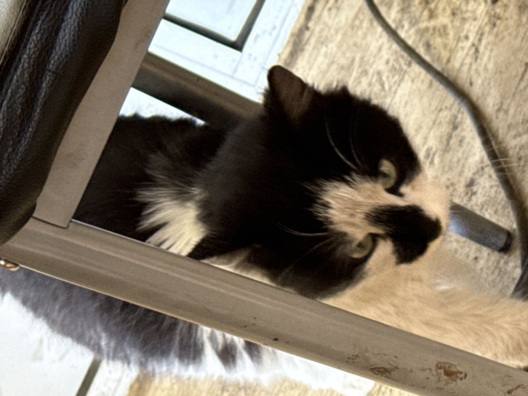 A black and white cat lies on a metallic frame. The cat is positioned between the bars of the frame, with its head tilted towards the viewer. The frame is adjacent to a black leather surface on the left, and a gray electrical cable on the right. The background is a beige, slightly textured surface, possibly a wall or floor. The scene is likely indoors due to the controlled lighting and manufactured objects.