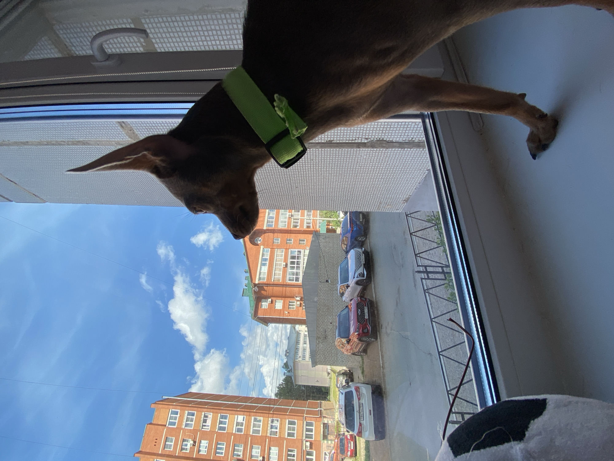 A dog with a green collar is standing on a windowsill, looking out of an open window at a street scene in Chaikovsky, Russia. The street below features several parked cars and apartment buildings with red brick facades. The sky is blue with scattered clouds.