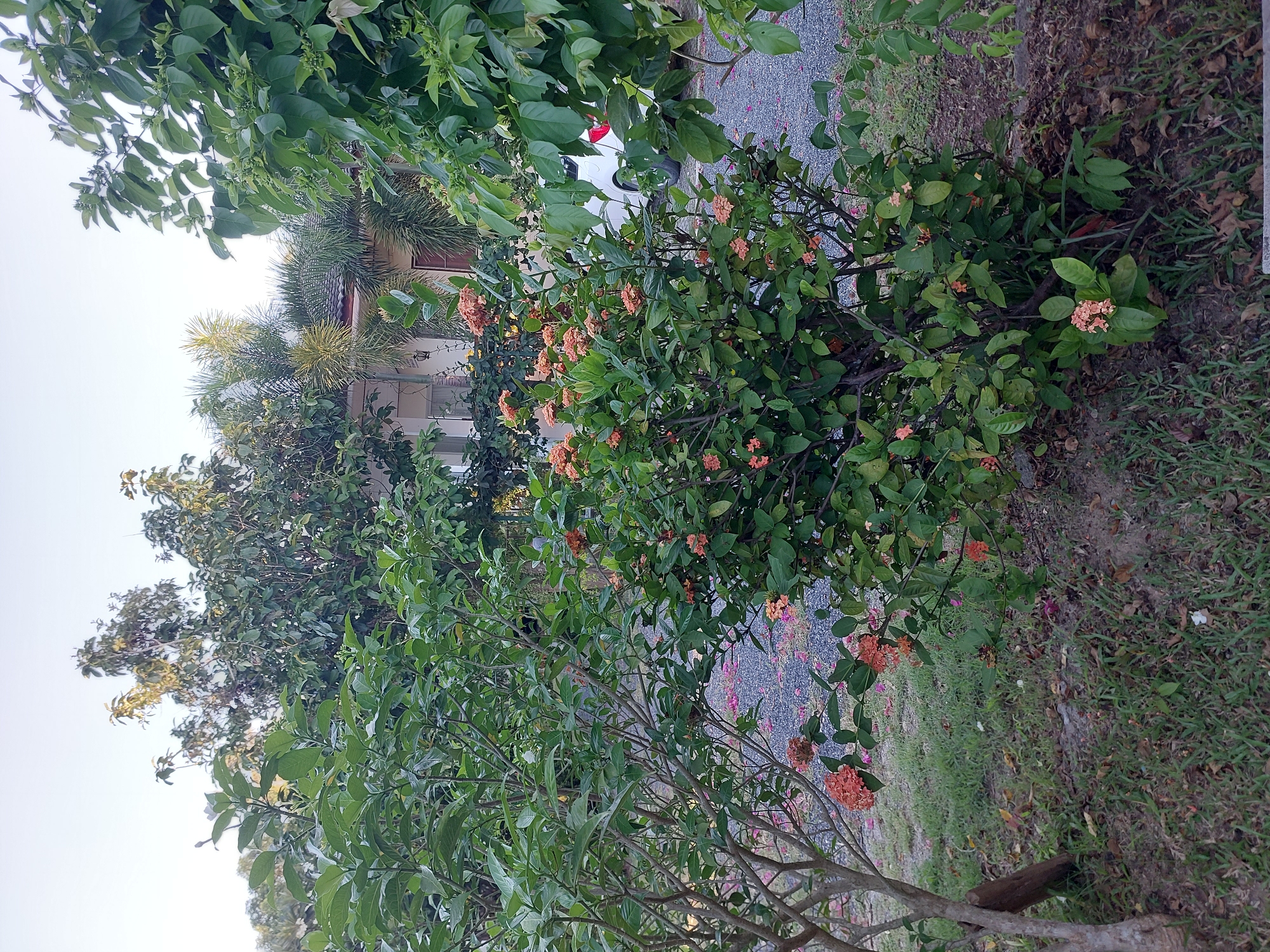 In Baan Mae Nam, Thailand, an outdoor scene features a gravel driveway bordered by lush greenery and a residential building. In the foreground, a small tree with a greyish-brown trunk stands to the left, while a bush with vibrant orange flowers is centered. Behind the bush, a white car is partially visible, parked on the gravel. The background reveals more foliage and a portion of a building with a tiled roof. The sky is clear and bright.