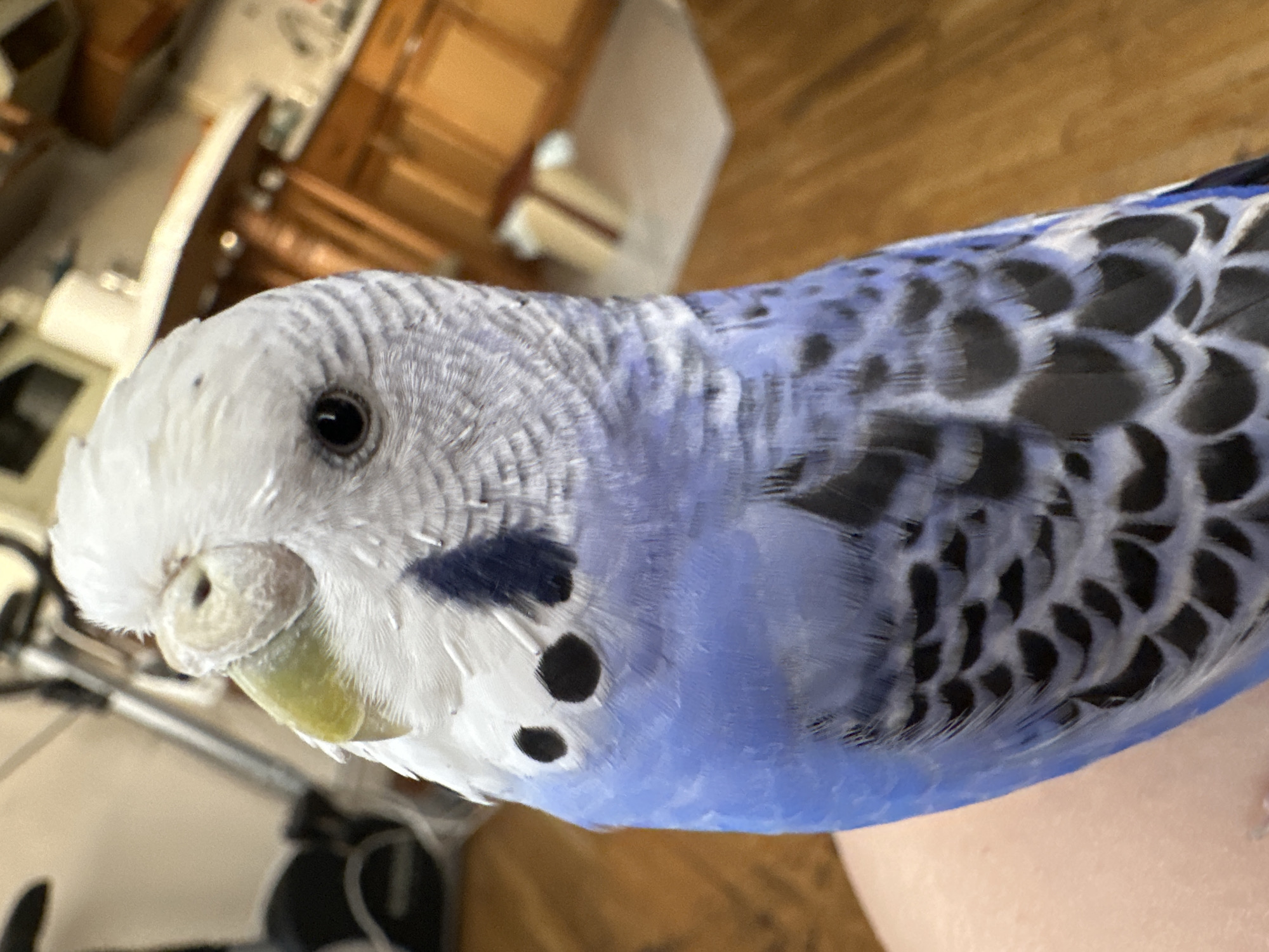 A close-up, slightly blurred, medium shot shows a budgerigar with white and blue plumage sitting on a person's shoulder. The bird's head is tilted slightly to the left, with its beak pointing slightly upwards. Its eye is open and dark. The budgerigar's chest and wings are a vibrant blue, transitioning to intricate black and white patterns on its back. In the background, a blurry domestic scene is visible, with hints of wooden cabinets, a countertop, and possibly exercise equipment. The lighting suggests an indoor environment.