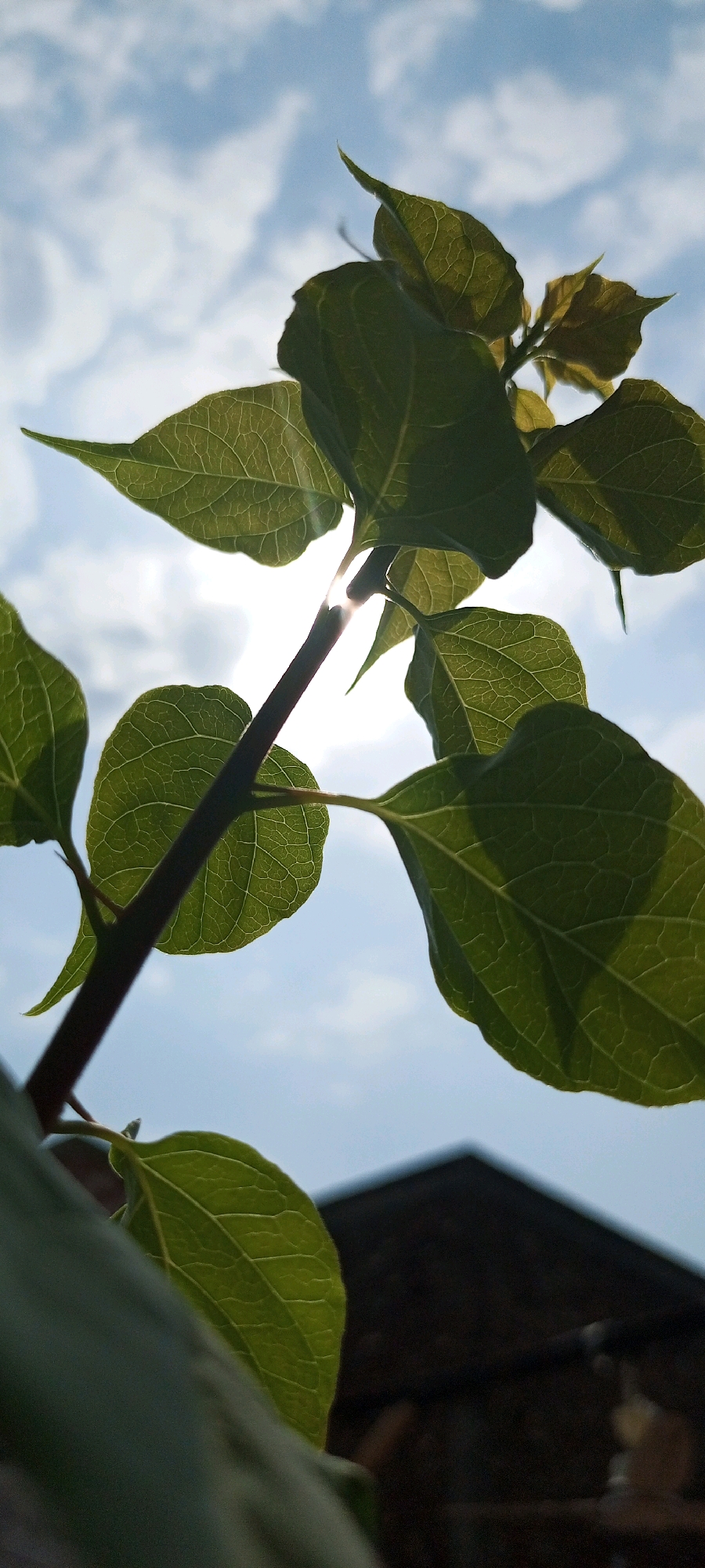 A low-angle shot captures a flowering bougainvillea plant against a bright sky with scattered clouds, located in Toru, Pakistan. The sun is partially visible, peeking through the leaves, creating lens flare. The plant's green leaves, detailed with visible veins, are illuminated from behind. In the background, the dark, triangular roof of a building is out of focus. The image appears to be taken outdoors during daylight.