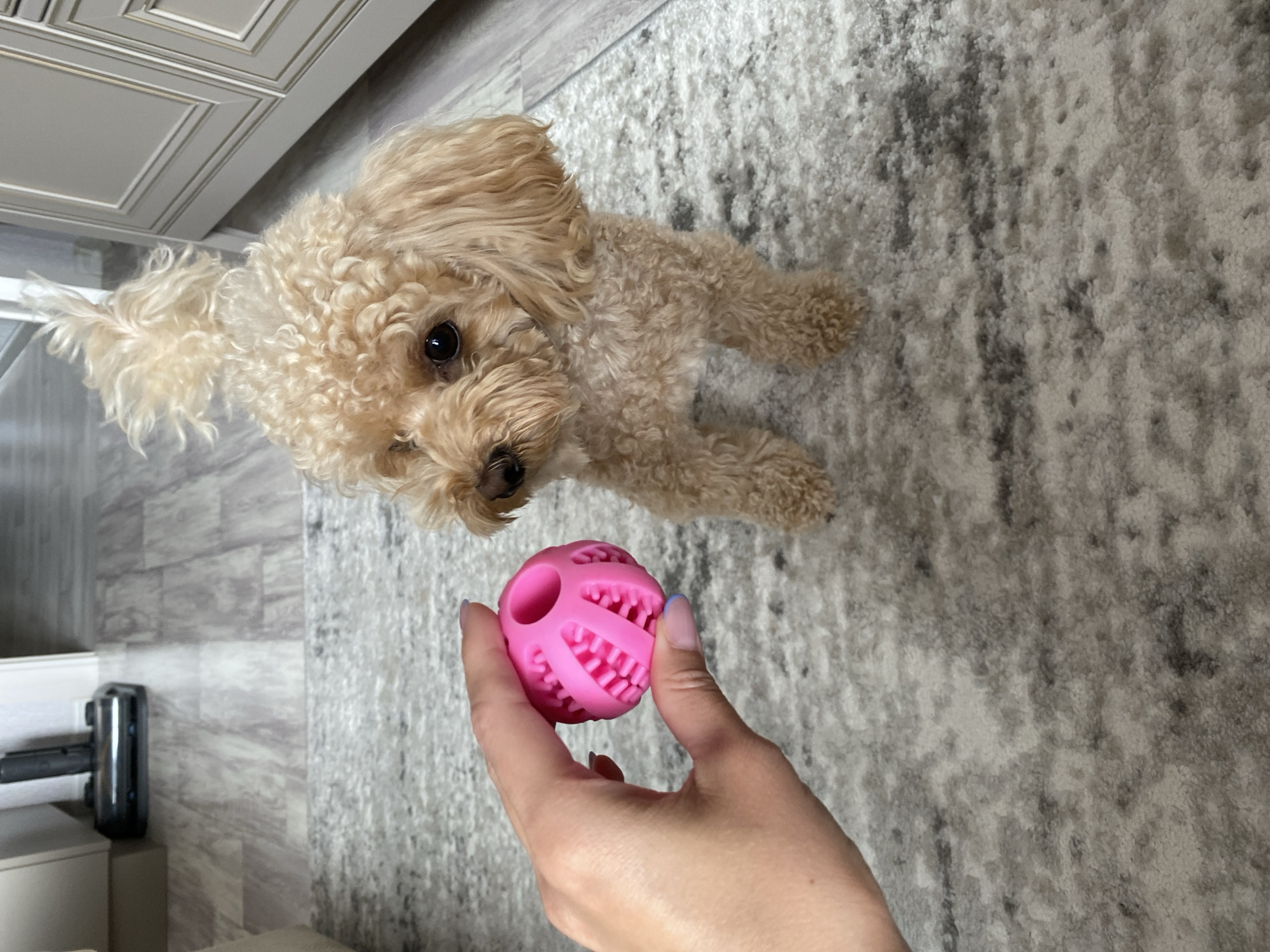 In a domestic indoor setting, likely a living room with laminate flooring and a textured rug, a small, tan poodle stands on the rug, facing forward. To the left, a person's hand is held out, presenting a bright pink, spherical dog toy with a textured surface. The dog appears to be looking at the toy, suggesting an interaction or anticipation of play. In the background, part of a vacuum cleaner and kitchen cabinetry are visible. There is no indication of the specific location within Cherepovets, Russia.