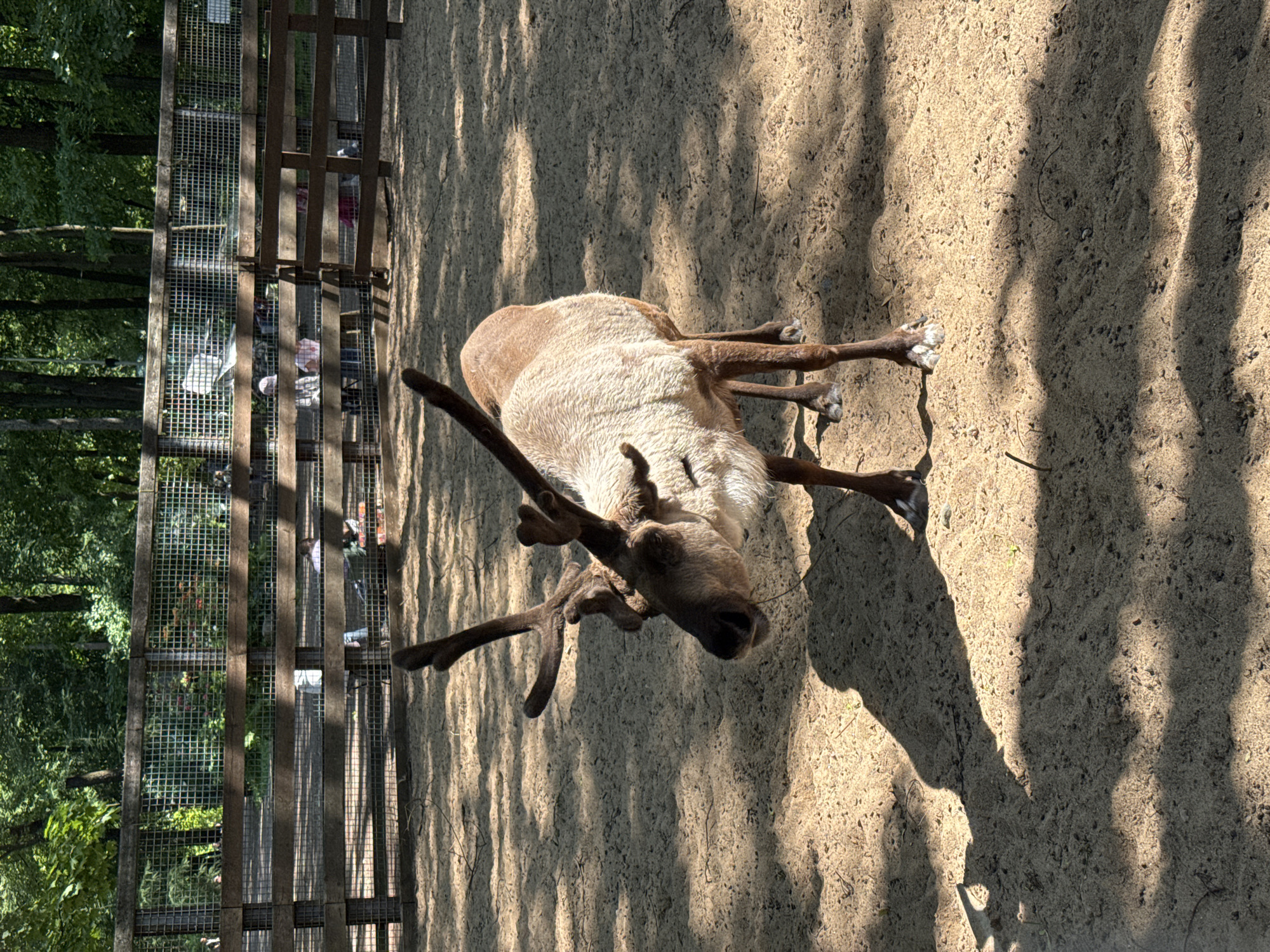 The image shows a reindeer with antlers standing in a sandy enclosure. The enclosure has a wooden fence with wire mesh in the background, behind which people can be seen observing. The ground is covered in sand with some scattered debris. Sunlight casts strong shadows from the reindeer and the fence onto the sand. The enclosure appears to be located in an outdoor area, possibly a zoo or wildlife park, with trees visible beyond the fence. The scene depicts a captive reindeer in an enclosure with onlookers in Saint Petersburg, Russia.