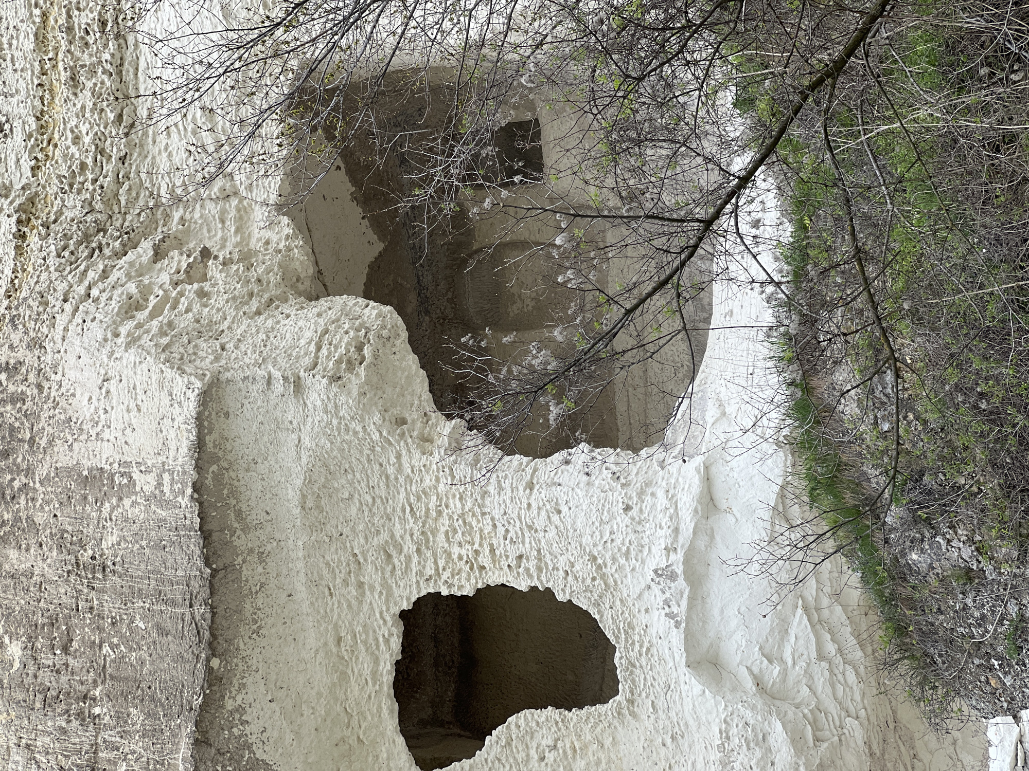 The image depicts a rock formation with multiple cave-like openings, likely located in the city of Nikopol, Bulgaria. The rock face is white and porous in texture, with visible signs of erosion. There are three distinct openings, one large and two smaller, each revealing a darker interior. A bare tree branch is seen partially obscuring the view, extending from the top right of the frame across the white rock. Vegetation, possibly bushes or grass, grows along the edge of the frame on the right side. The image appears to be shot during the daytime.