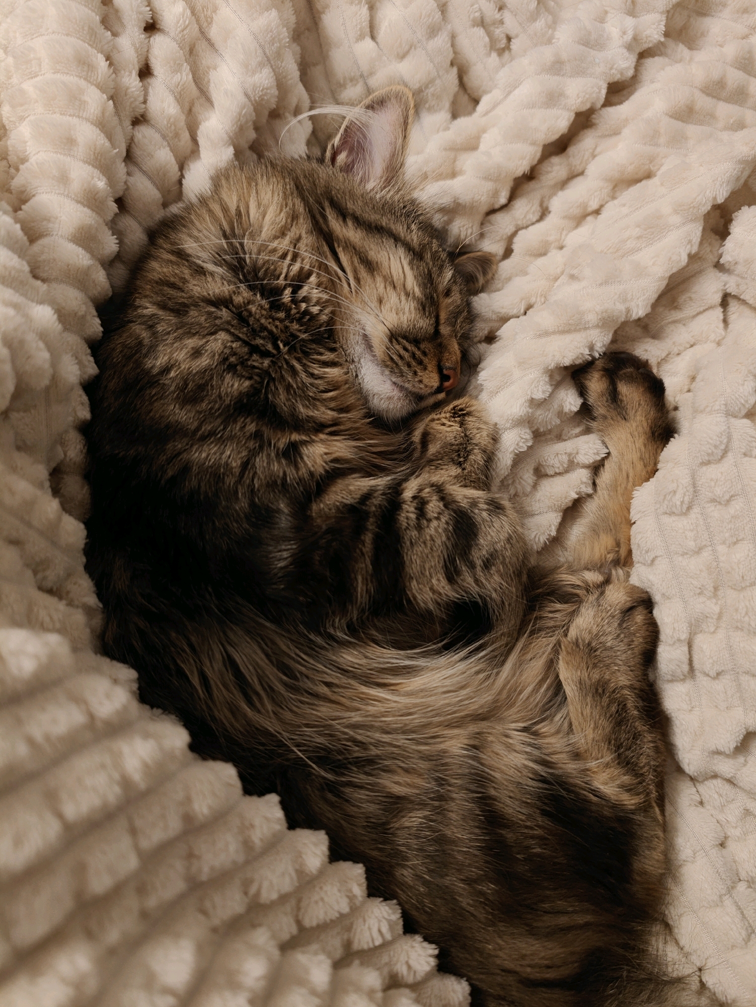 A brown and black tabby cat is curled up asleep on a cream-colored, textured blanket. The cat is on its side with its eyes closed and its tail wrapped around its body. The blanket has a ribbed texture, and the cat appears to be comfortable and warm. The image is a close-up shot, focusing on the cat and the blanket. There is no indication of the cat's location in Bankya, Bulgaria.