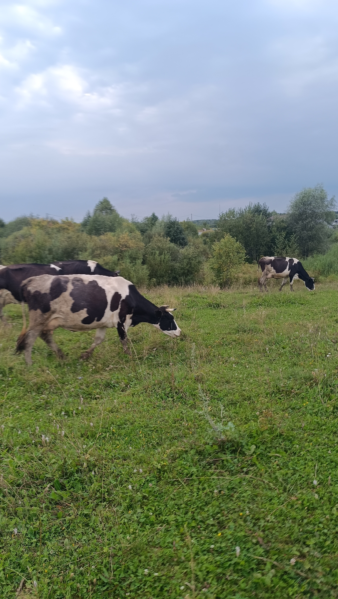 A herd of black and white cows grazes in a grassy field under a cloudy sky. The cows are spread out across the field, with some closer to the foreground and others in the background. The field is covered in green grass with some patches of wildflowers. In the background, there is a line of trees and bushes, and further in the distance, a few houses can be seen. The overall scene depicts a rural landscape in Karsha, Russia, with cows grazing in a pasture.