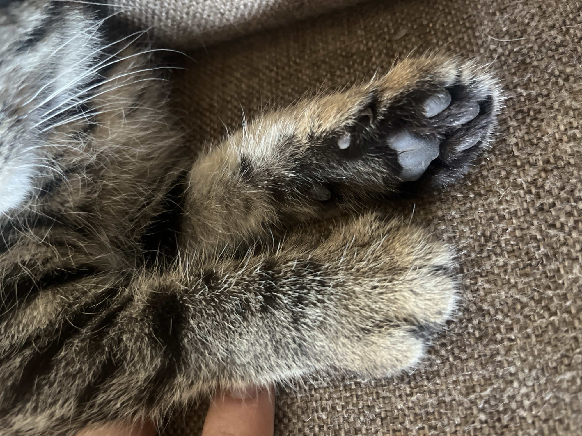 This is a close-up, high-angle shot of a tabby cat's paws resting on a brown, textured fabric surface. The cat's fur is a mix of grey, black, and brown stripes. The paws are partially visible, with some fur obscuring the toes and pads. There are a few small, round, white or light-colored spots visible on the fur of the right paw. A human finger, with light skin, is visible on the left side of the frame, touching the cat's fur. The background is a blurry continuation of the brown fabric. This image does not contain any information that would allow for its location to be identified as Tbilisi, Georgia.