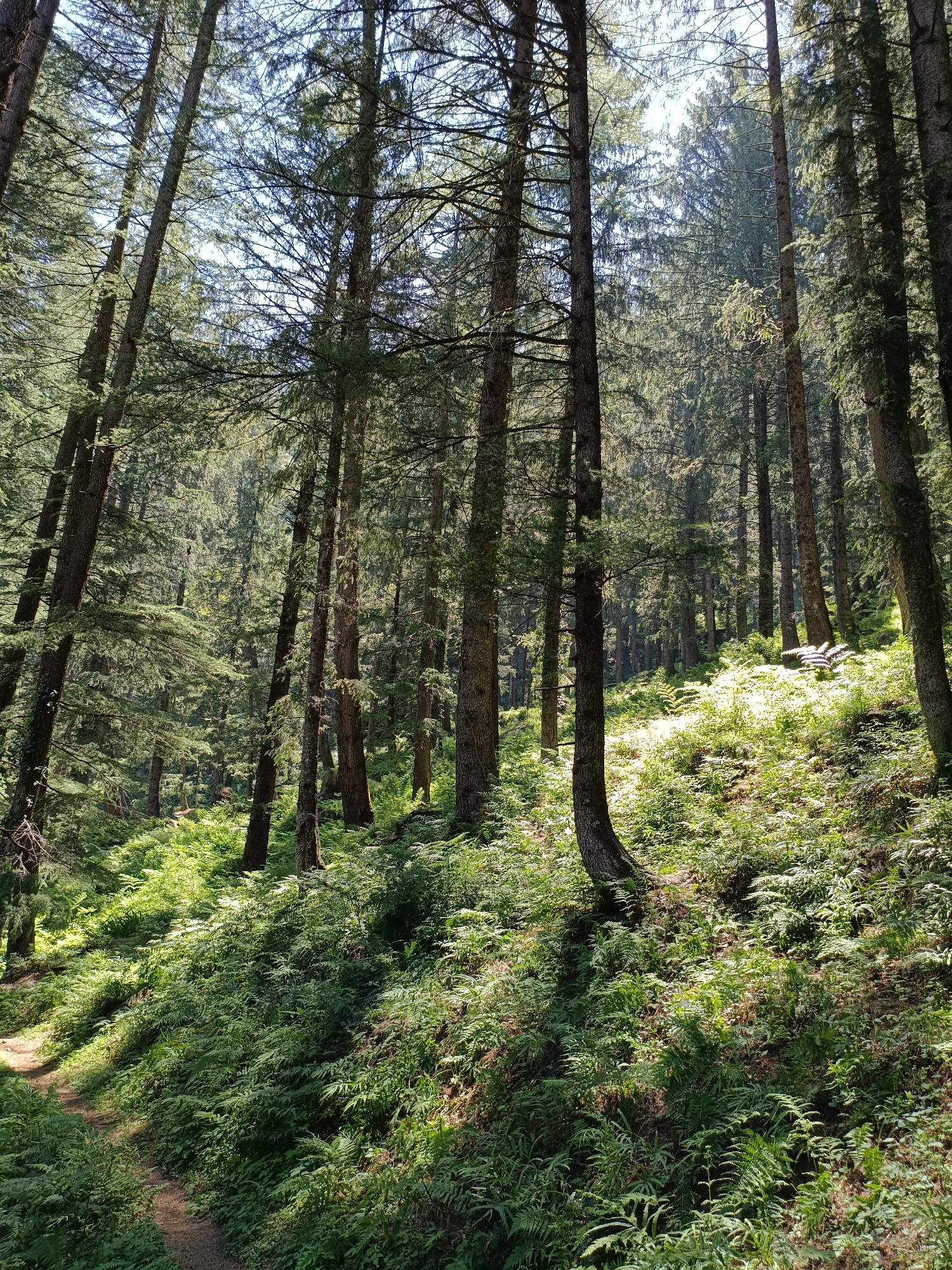 This image shows a sun-dappled forest floor with numerous tall, slender trees. The ground is covered in a dense carpet of green ferns and other low-lying vegetation. A narrow, dirt path winds its way up the gentle slope to the left of the frame. Sunlight filters through the canopy of the trees, creating a mosaic of light and shadow across the scene. In the upper right portion of the image, several logs are stacked horizontally on the forest floor. The location is identified as Sarsai, India, implying a natural, outdoor environment. There are no people or animals visible in the image, and no actions or interactions are depicted. The scene is static and focused on the natural landscape.