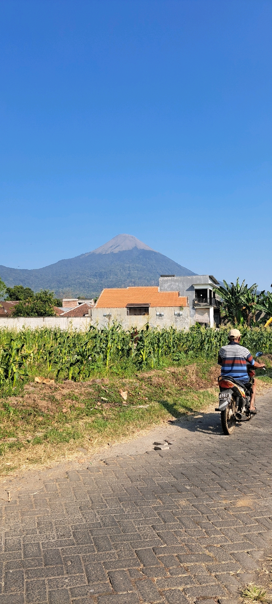 A vertical, wide shot captures a rural scene in Sumber Gedang, Indonesia, under a clear blue sky. In the foreground, a paved road with interlocking brickwork stretches into the distance, showing some signs of wear and unevenness. A person, seen from behind, is riding a motorcycle on this road. The rider is wearing a striped t-shirt and a light-colored cap. The motorcycle is dark-colored with a license plate that reads "4037 08-24." To the left of the road, a field of tall corn stalks grows densely, with dry grass and dirt patches bordering it. Behind the cornfield, a row of buildings with orange tiled roofs and light-colored walls is visible. One building has a darker, modern-style structure attached to it, featuring balconies. Further in the background, a majestic mountain with a hazy peak dominates the horizon, its slopes covered in green foliage. Banana trees can be seen on the right side of the frame, adjacent to the buildings. The overall atmosphere is bright and sunny, indicative of a daytime scene in a tropical or subtropical region.