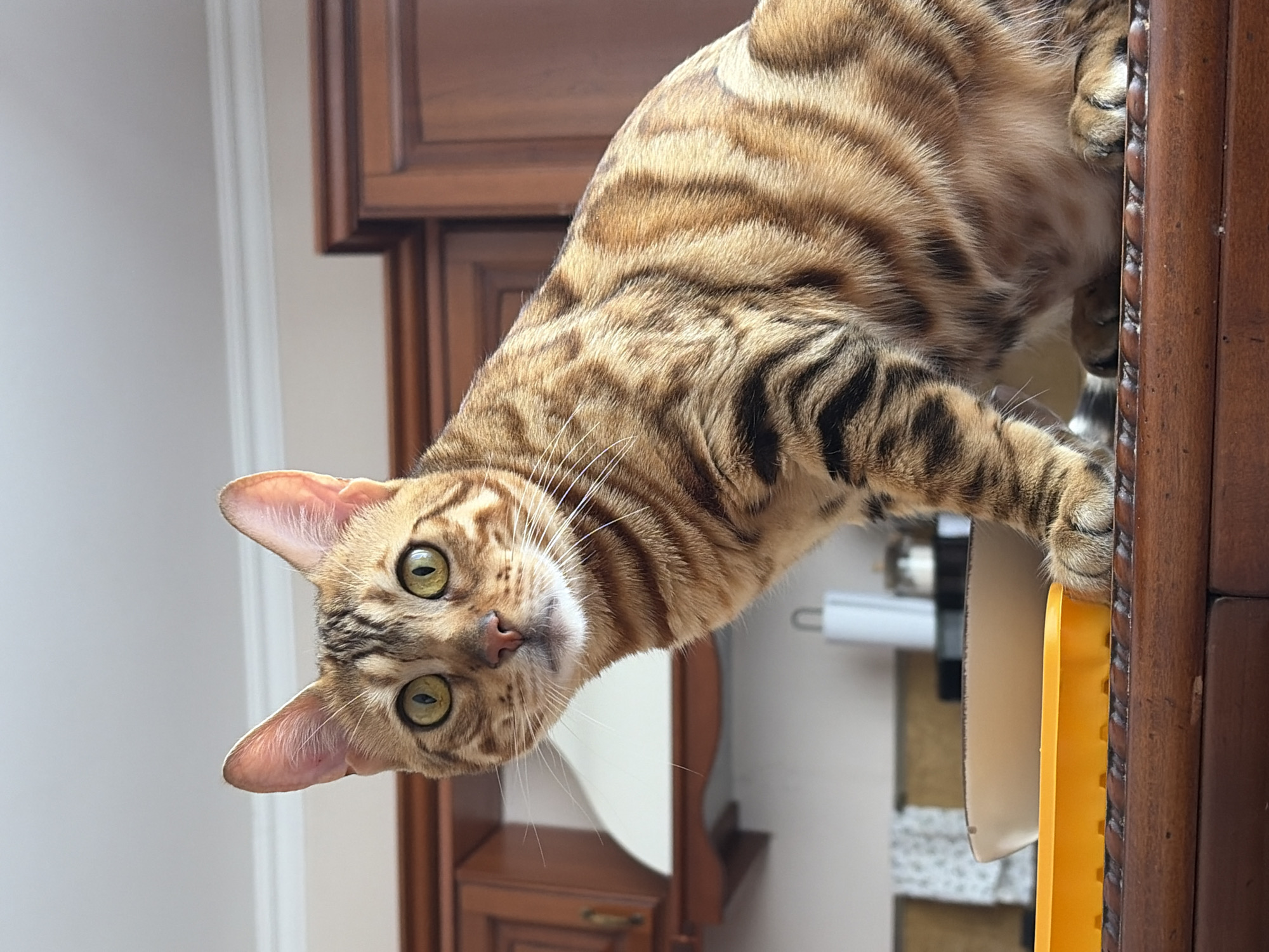 A brown Bengal cat is hanging upside down, looking directly at the camera. The cat is perched on a wooden cabinet with a yellow object visible next to its paws. The cabinet is dark brown and appears to be part of a larger piece of furniture. Behind the cabinet is a light-colored wall. There is no indication of the location being in the city of Krasnoyarsk, Russia.