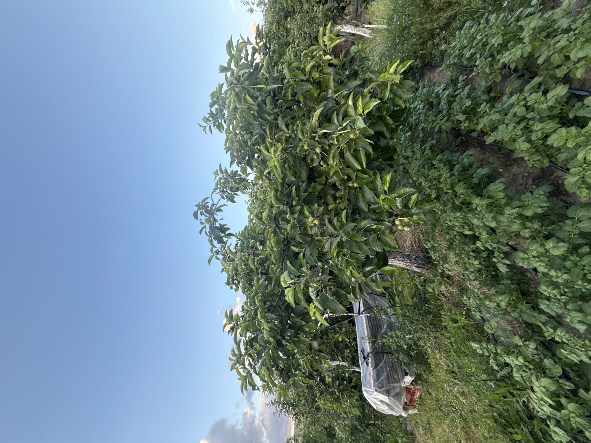 The image shows an orchard scene. A tree, potentially an apple tree, is visible with green leaves and some small green fruits. It's growing near a patch of green leafy ground cover. A translucent plastic sheet is attached to the tree trunk, possibly for protection or support. The sky is clear and blue, with a few clouds visible near the horizon. The location is in the city of Bogdan, Bulgaria.