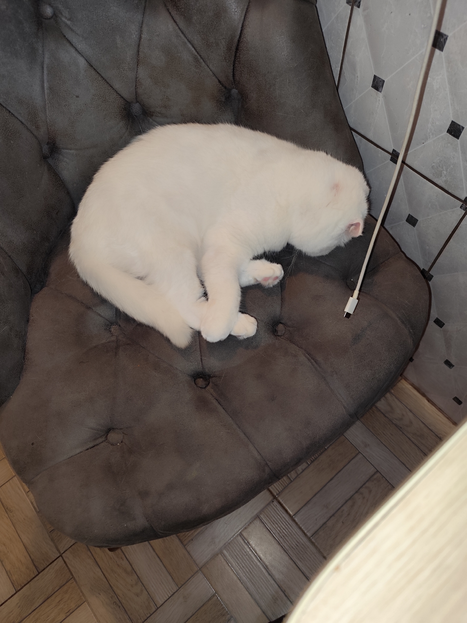 A white cat is curled up sleeping on a dark grey, tufted chair. A white charging cable rests on the chair next to the cat. The chair is situated on a wooden floor and is next to a wall with a grey and white tile pattern. This location is within the city of Sarıyer, Turkey.