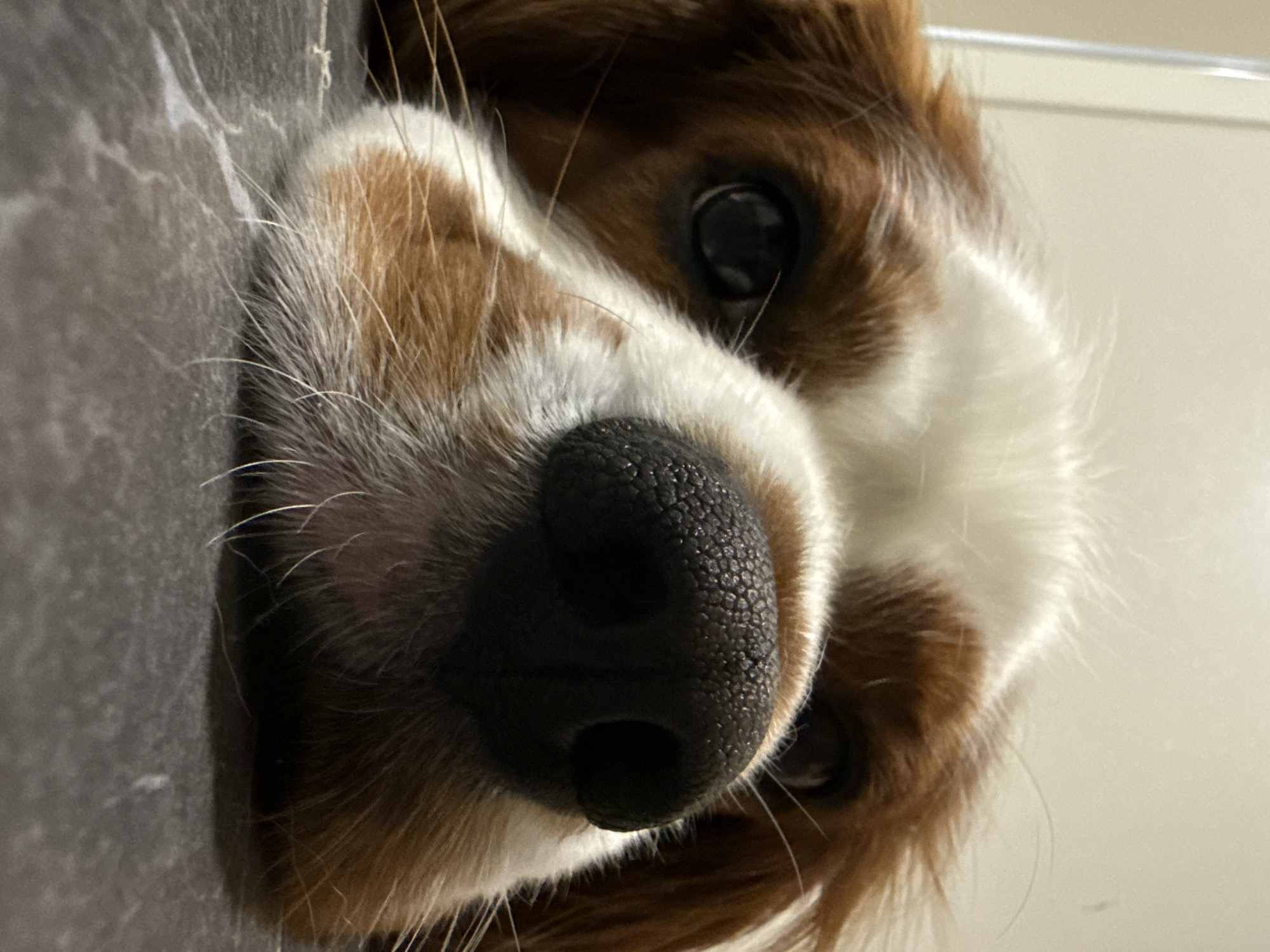 The image is a close-up, low-angle shot of a Cavalier King Charles Spaniel's face resting on a dark grey, speckled surface. The dog has predominantly white fur on its forehead and muzzle, with areas of reddish-brown markings around its eyes and ears. Its black nose is prominently featured, with visible texture and moisture. One dark, round eye is visible on the left side of the frame, reflecting light. The background is out of focus, showing a light-colored wall with a vertical white element on the left. There are no people or explicit actions depicted. The scene appears to be indoors. There is no information about the location in Dobrich, Bulgaria.