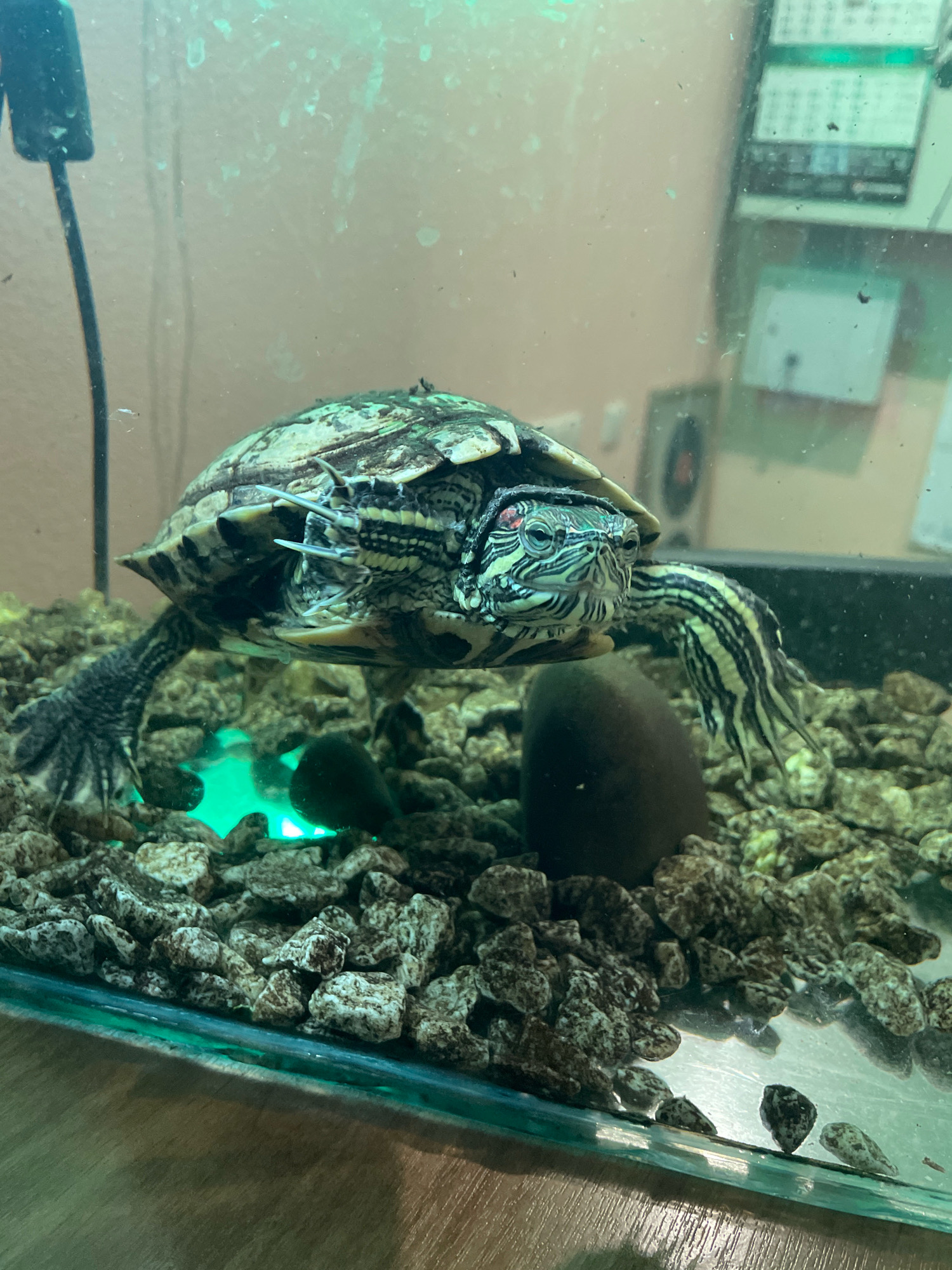 An aquarium contains a red-eared slider turtle. The turtle is on top of a bed of small, grey stones. The turtle has its legs extended, and it is facing the camera. The background is a light-colored wall with a calendar and a framed picture on it. There is a green light emanating from the bottom of the aquarium, illuminating the stones and the underside of the turtle. The image does not provide any information about the location in the city of Arkhangelsk, Russia.