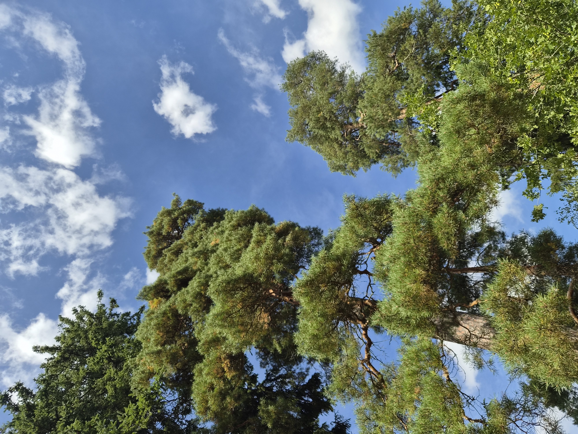 The image depicts a low-angle view of tall coniferous trees against a bright blue sky with scattered white clouds. The foliage is dense and green, with the textured bark of the tree trunks visible in places. The scene appears to be a natural or park setting, potentially in Vyborg, Russia, given the context. There are no people or discernible man-made structures in the frame.